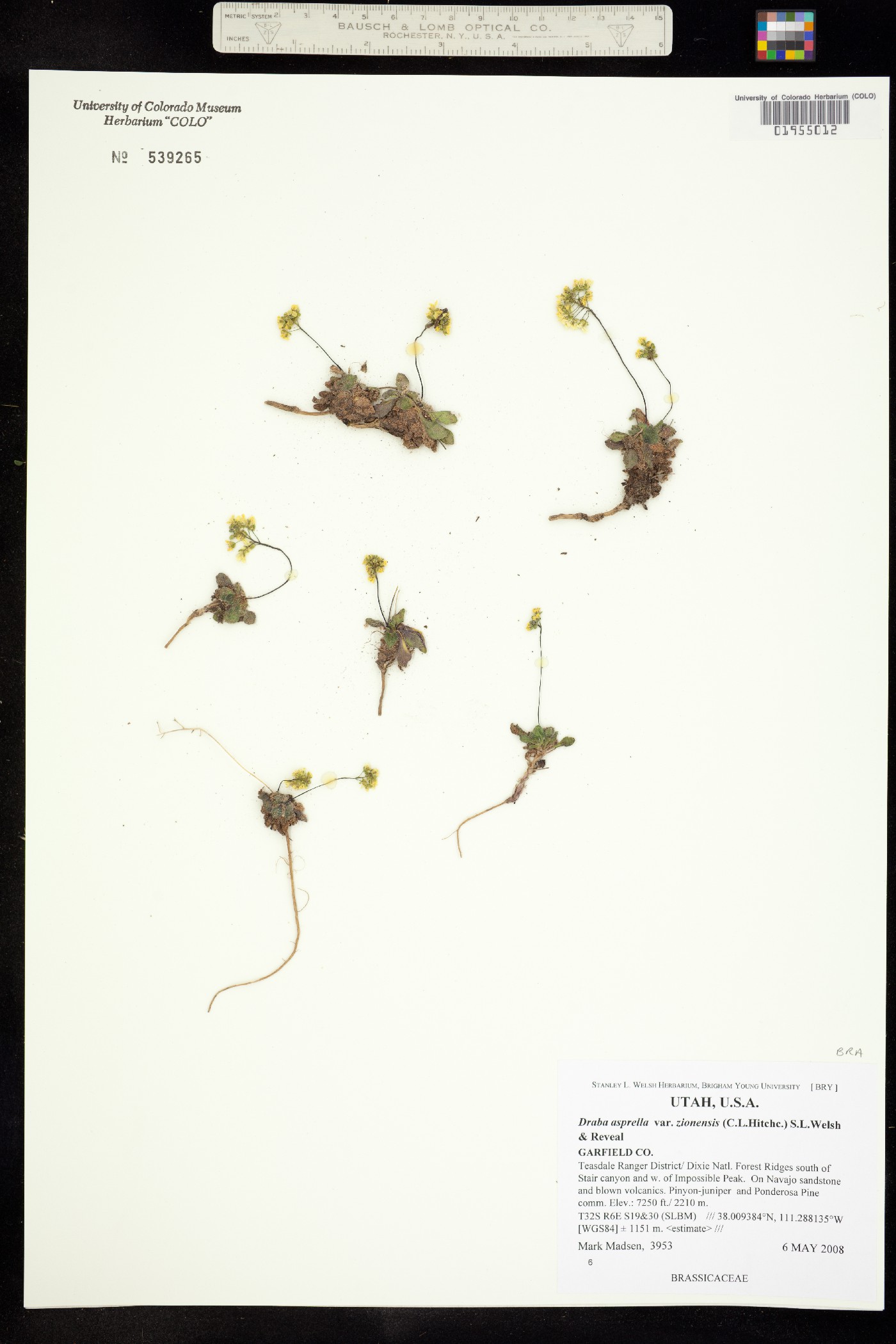 Draba asprella image