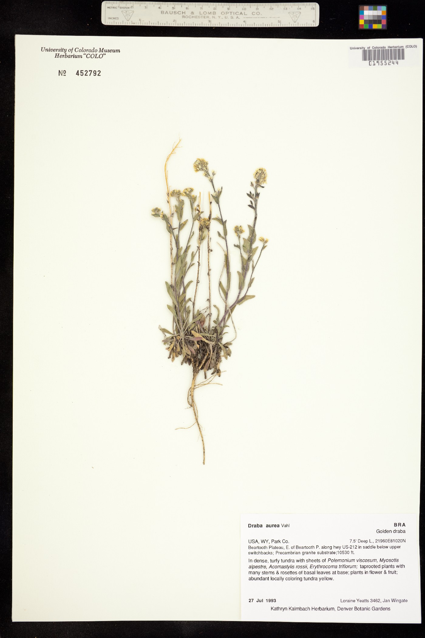 Draba image