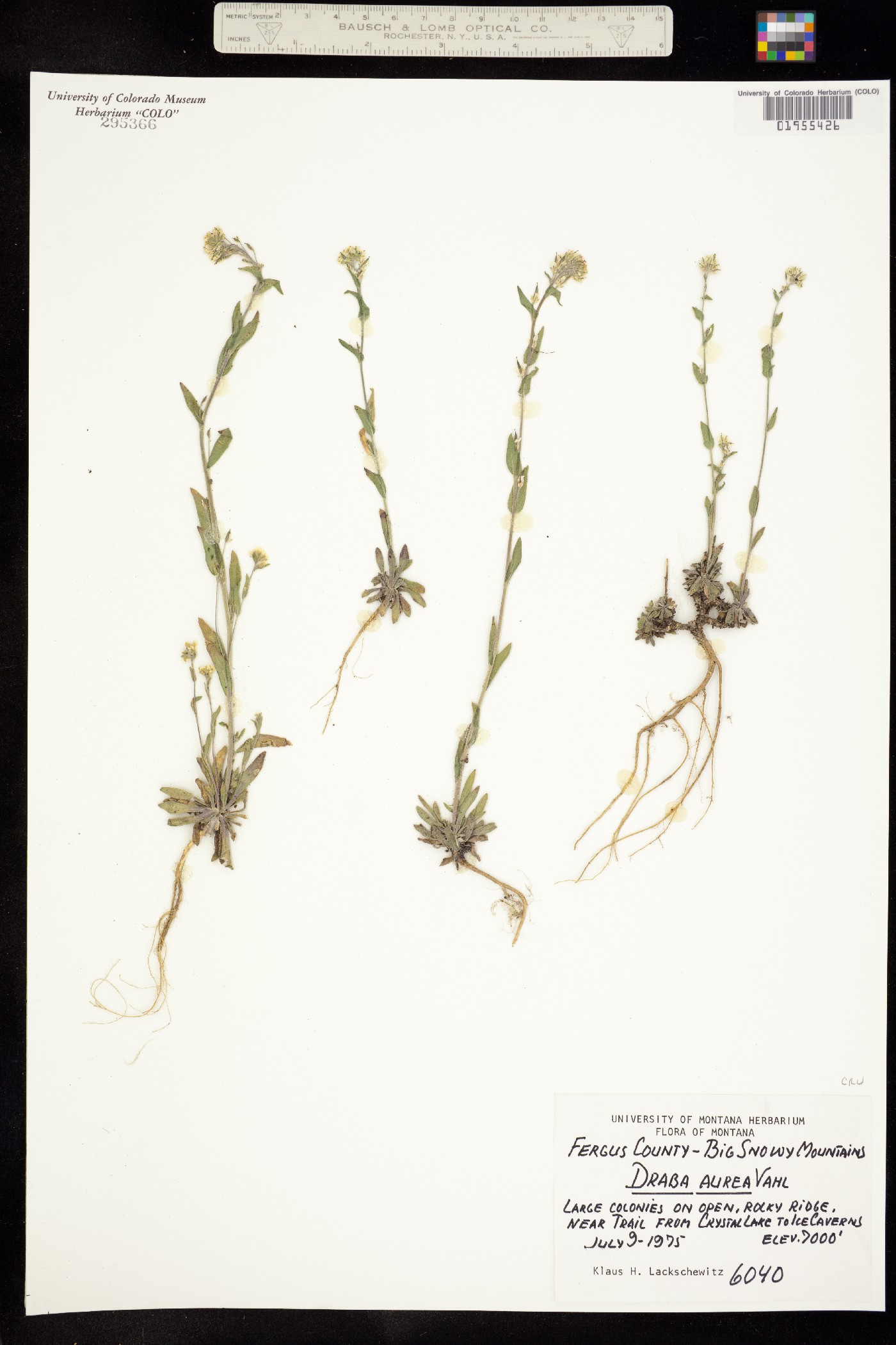 Draba aurea image