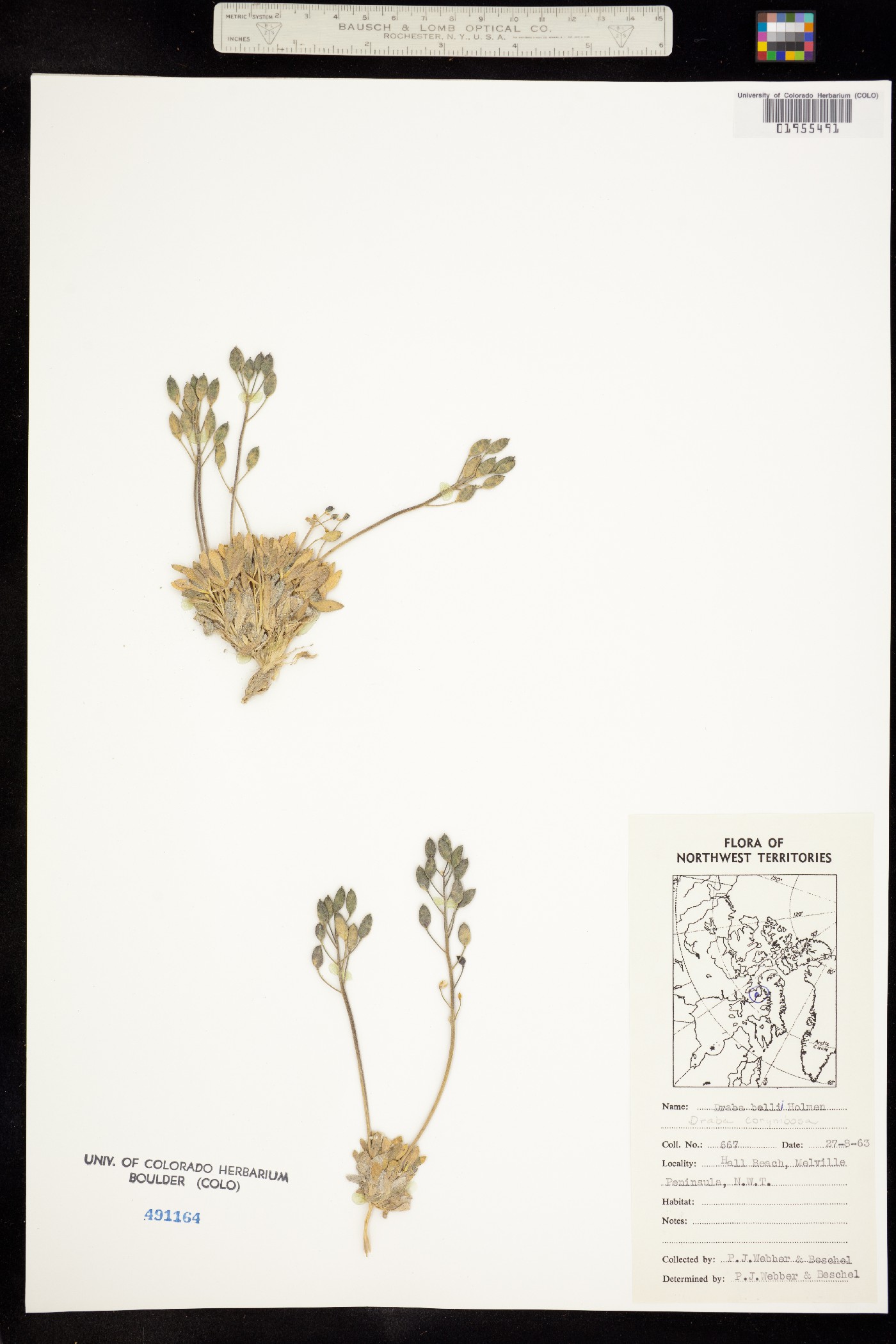Draba bellii image
