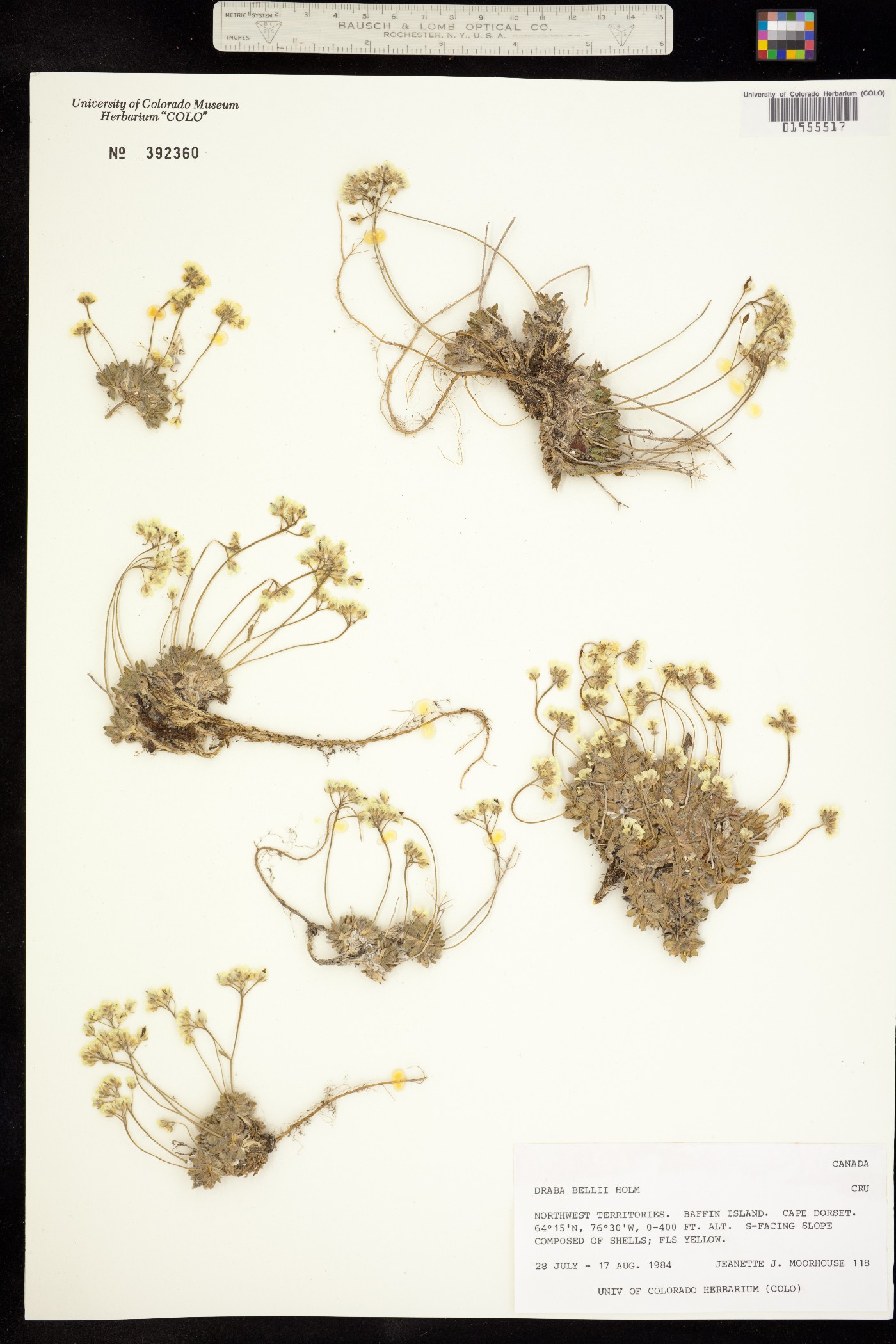 Draba corymbosa image