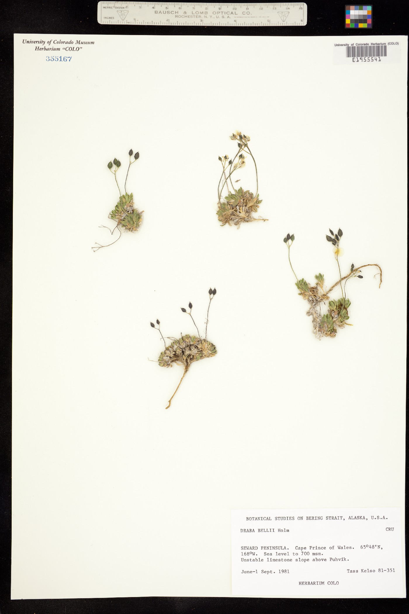 Draba corymbosa image