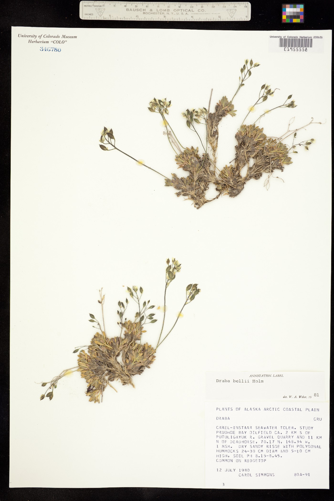 Draba corymbosa image