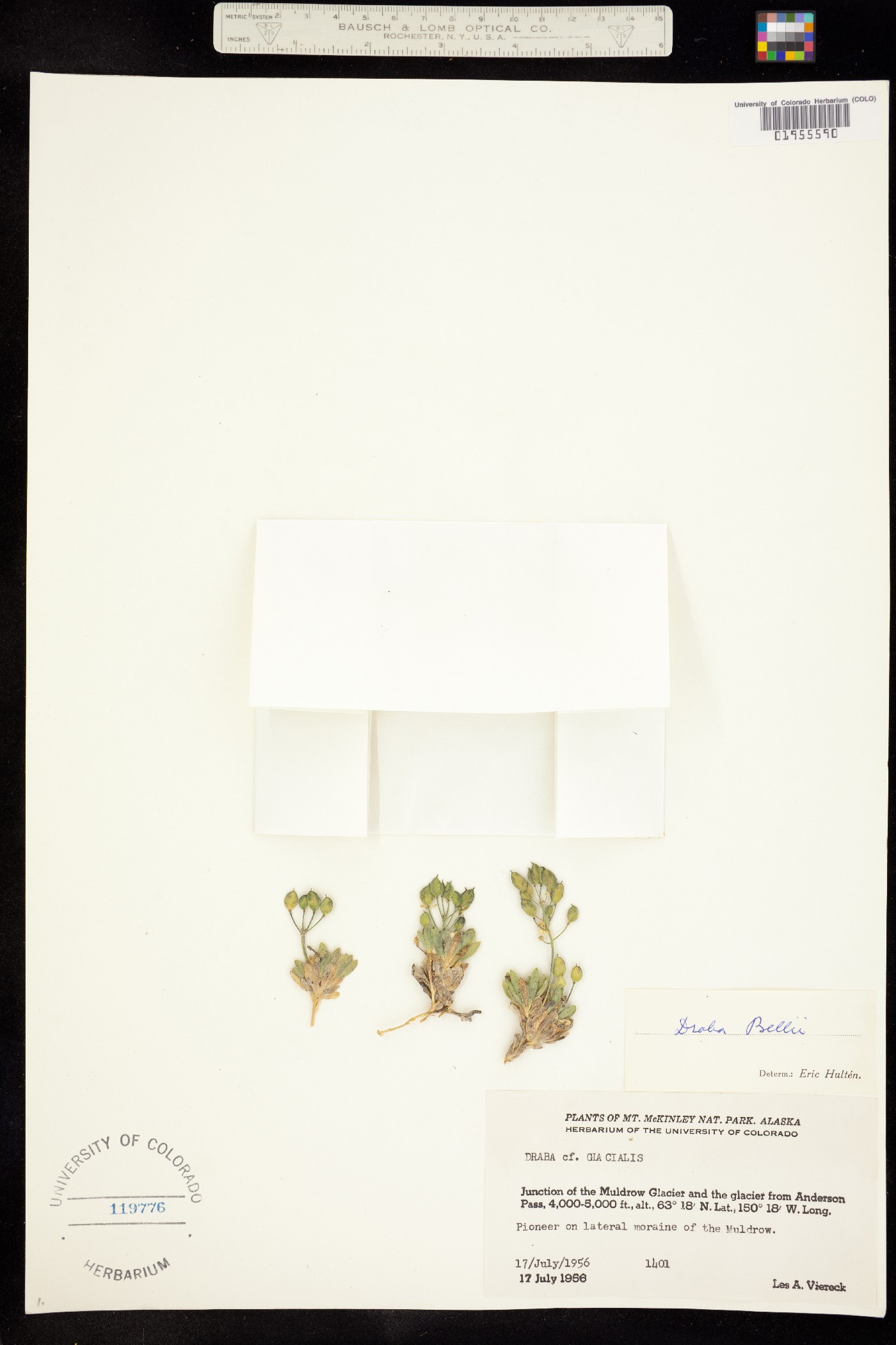 Draba corymbosa image