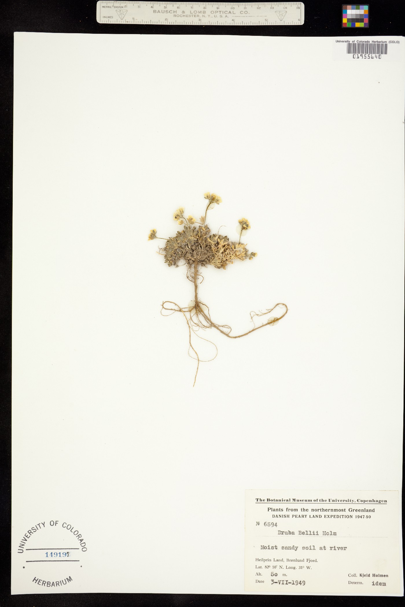 Draba corymbosa image