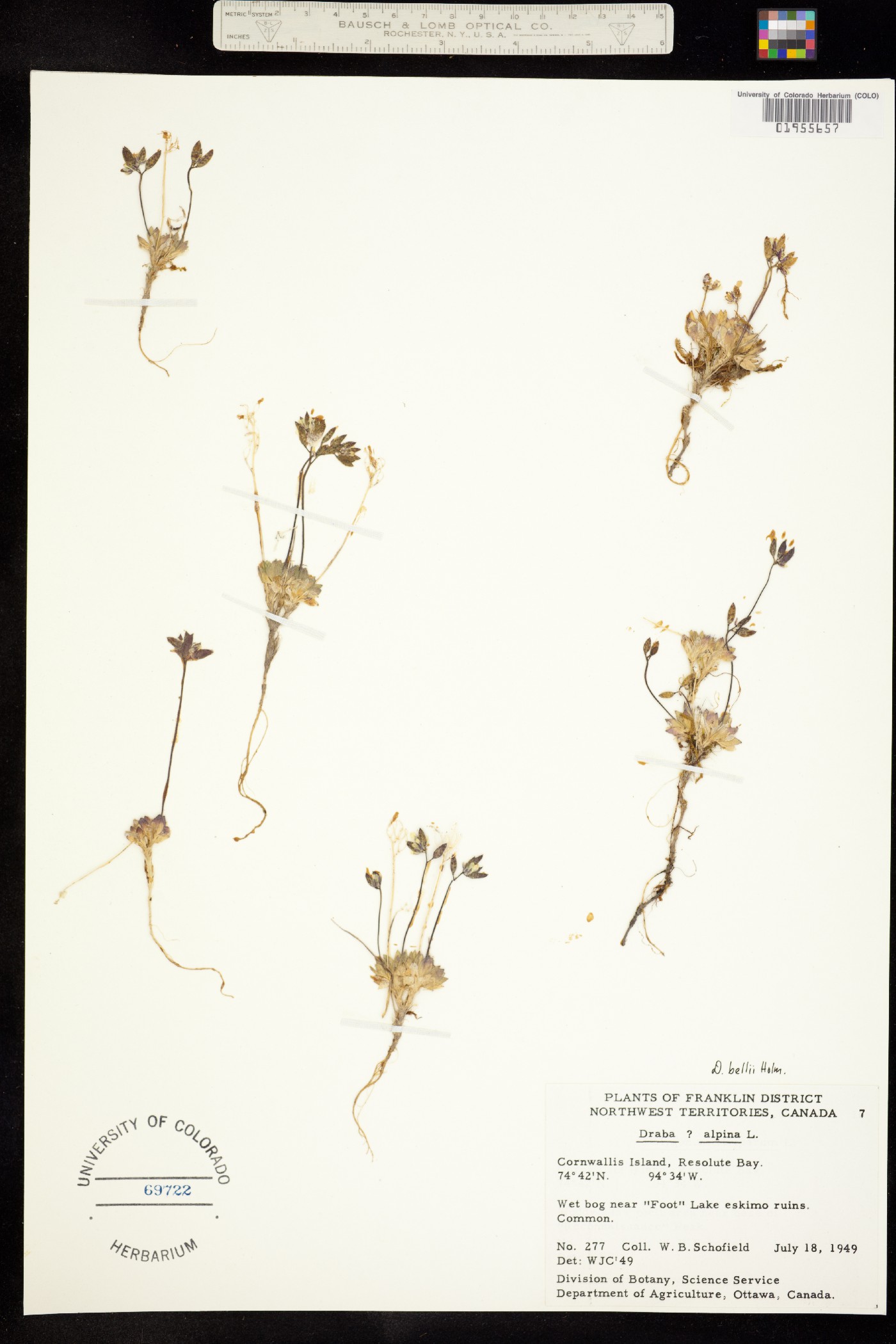 Draba corymbosa image