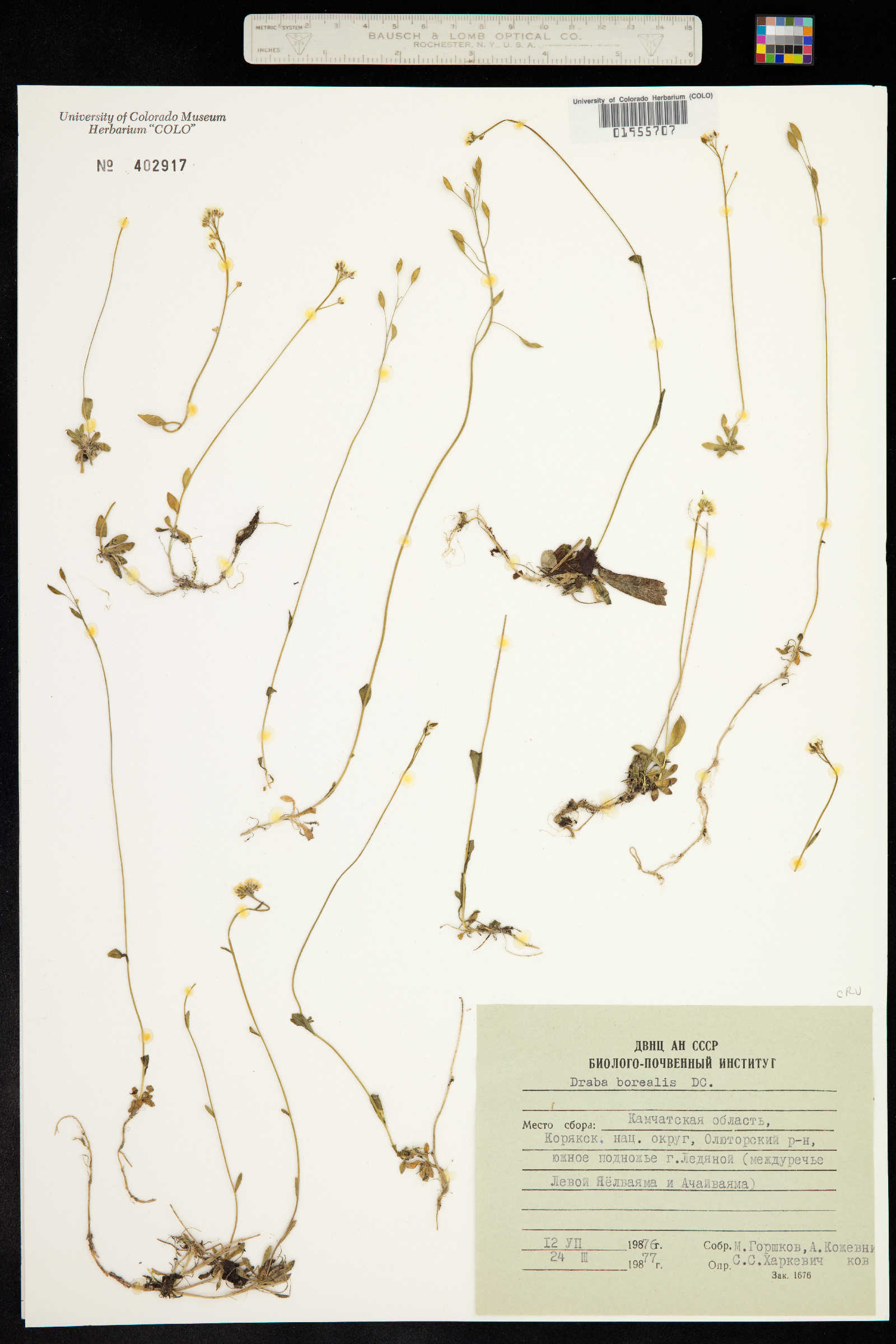 Draba borealis image