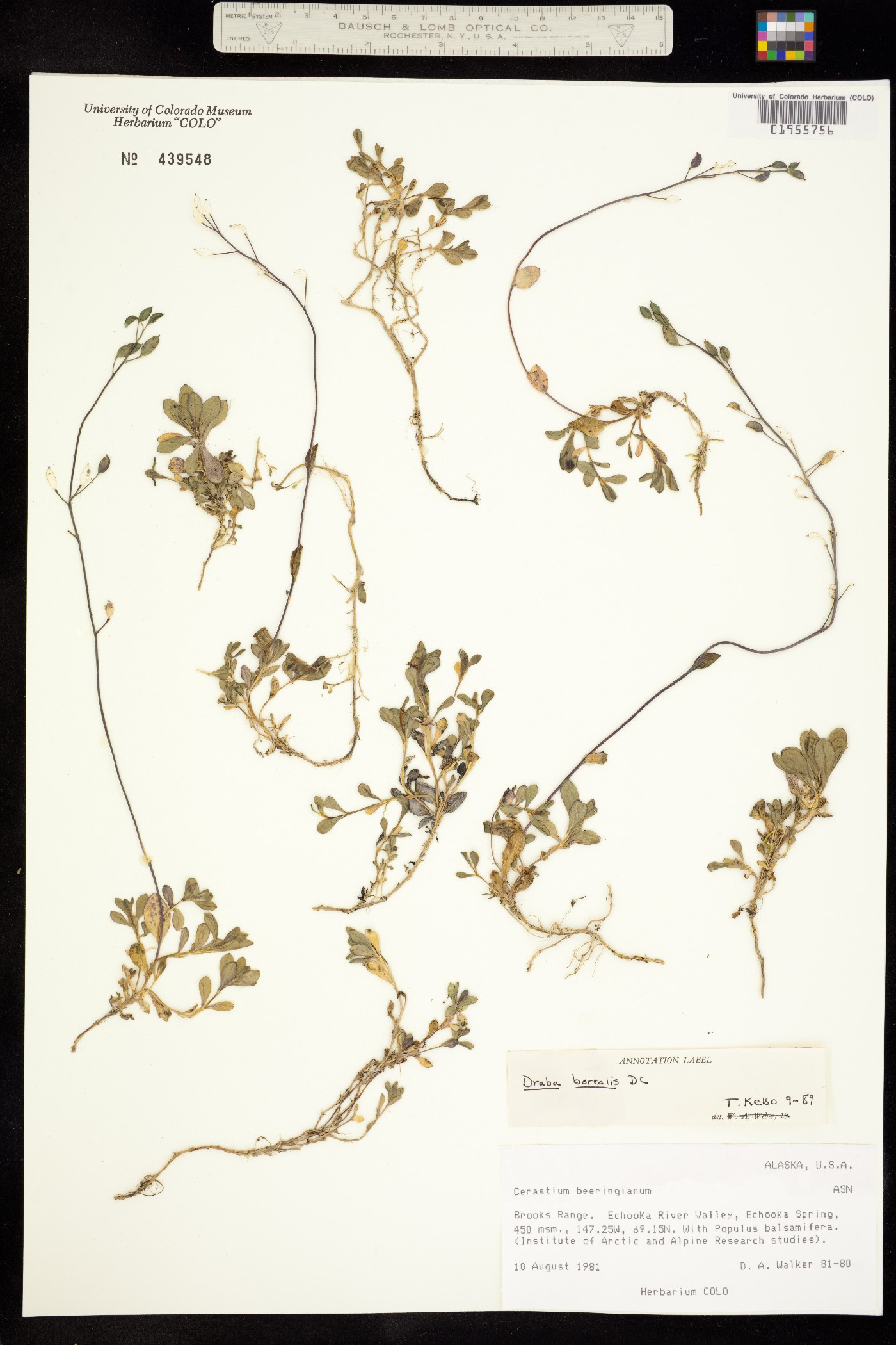 Draba borealis image