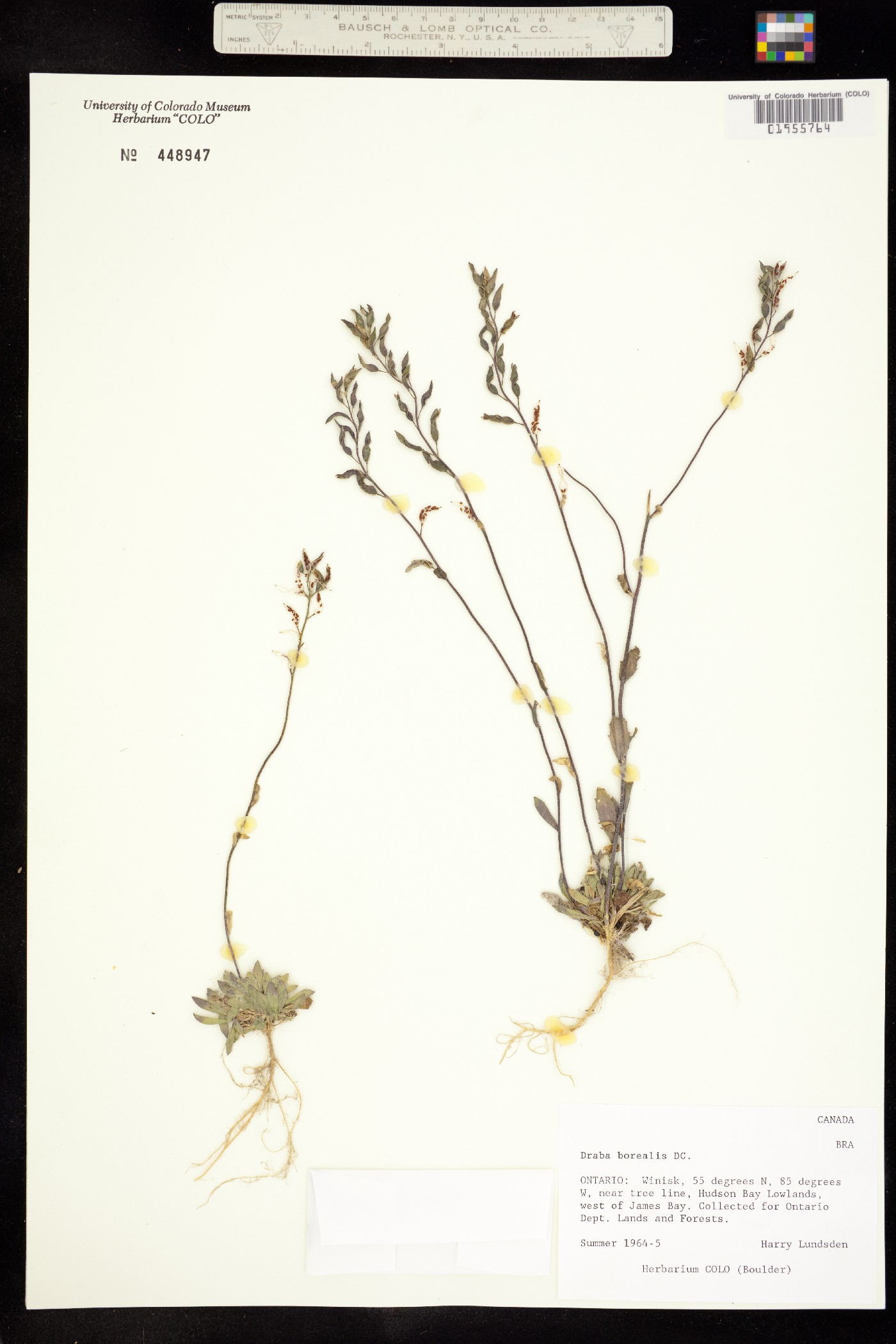 Draba borealis image