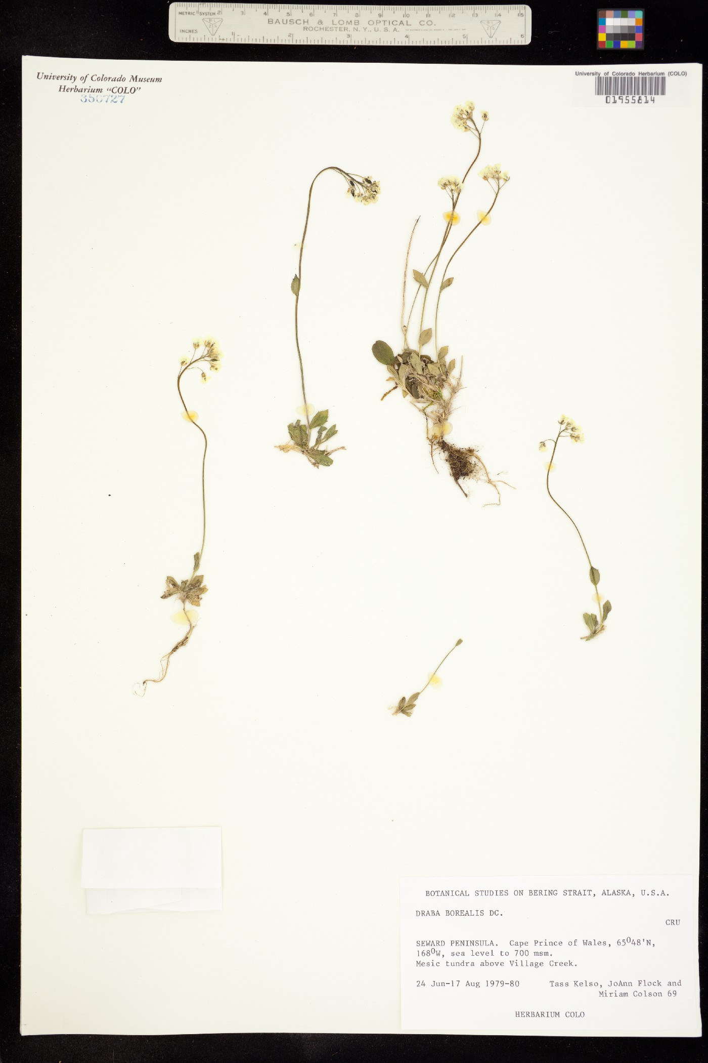 Draba borealis image