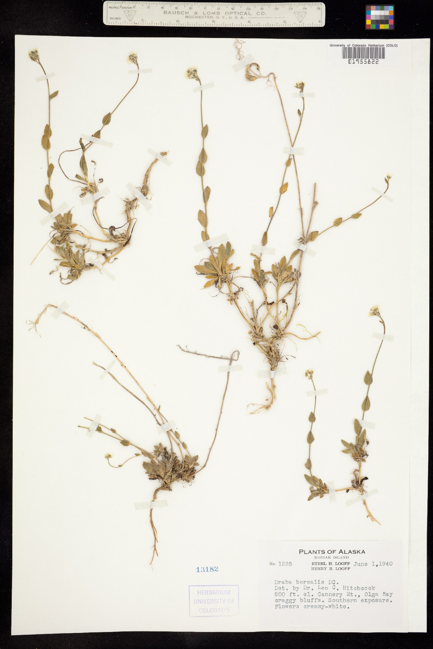 Draba borealis image