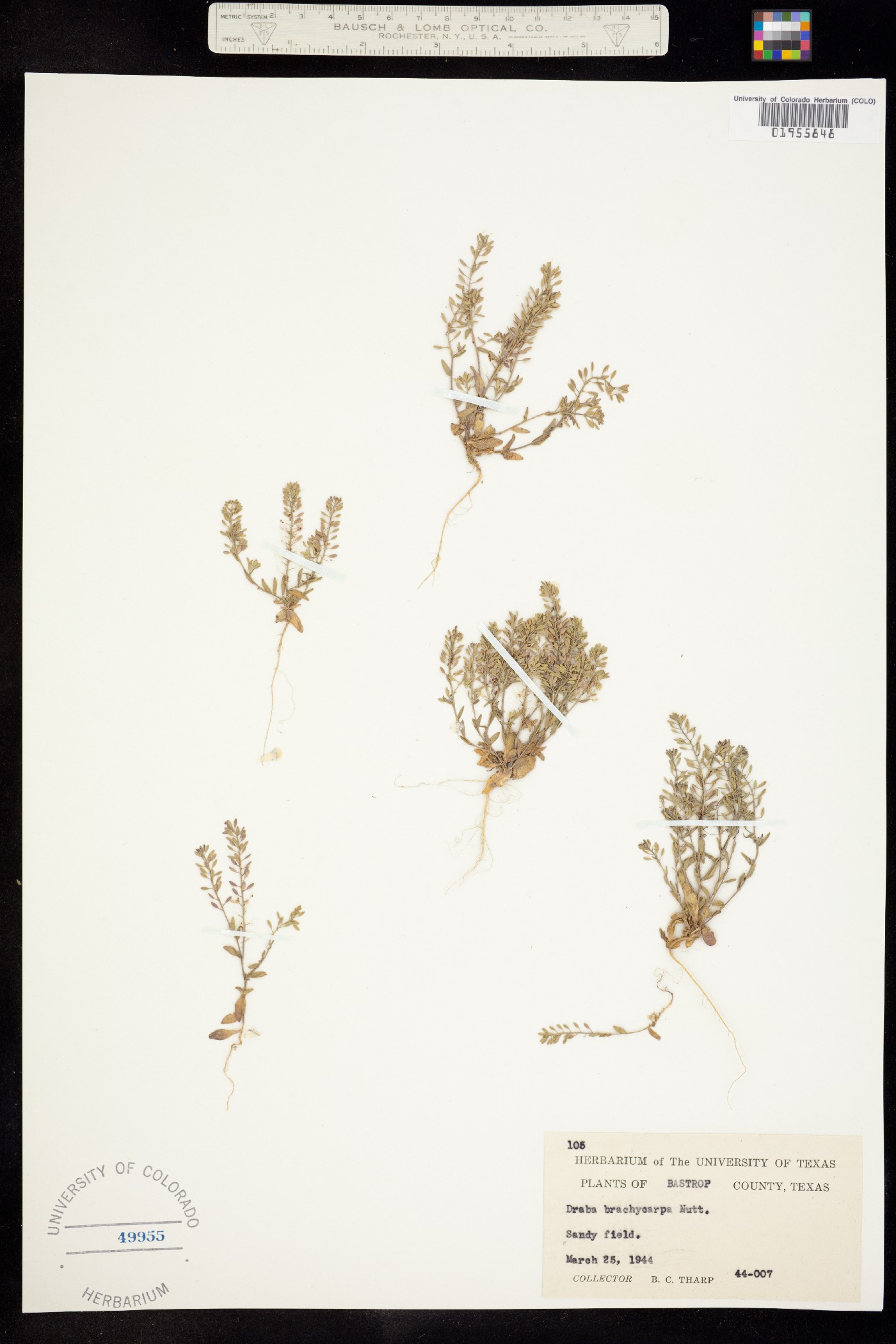 Draba brachycarpa image