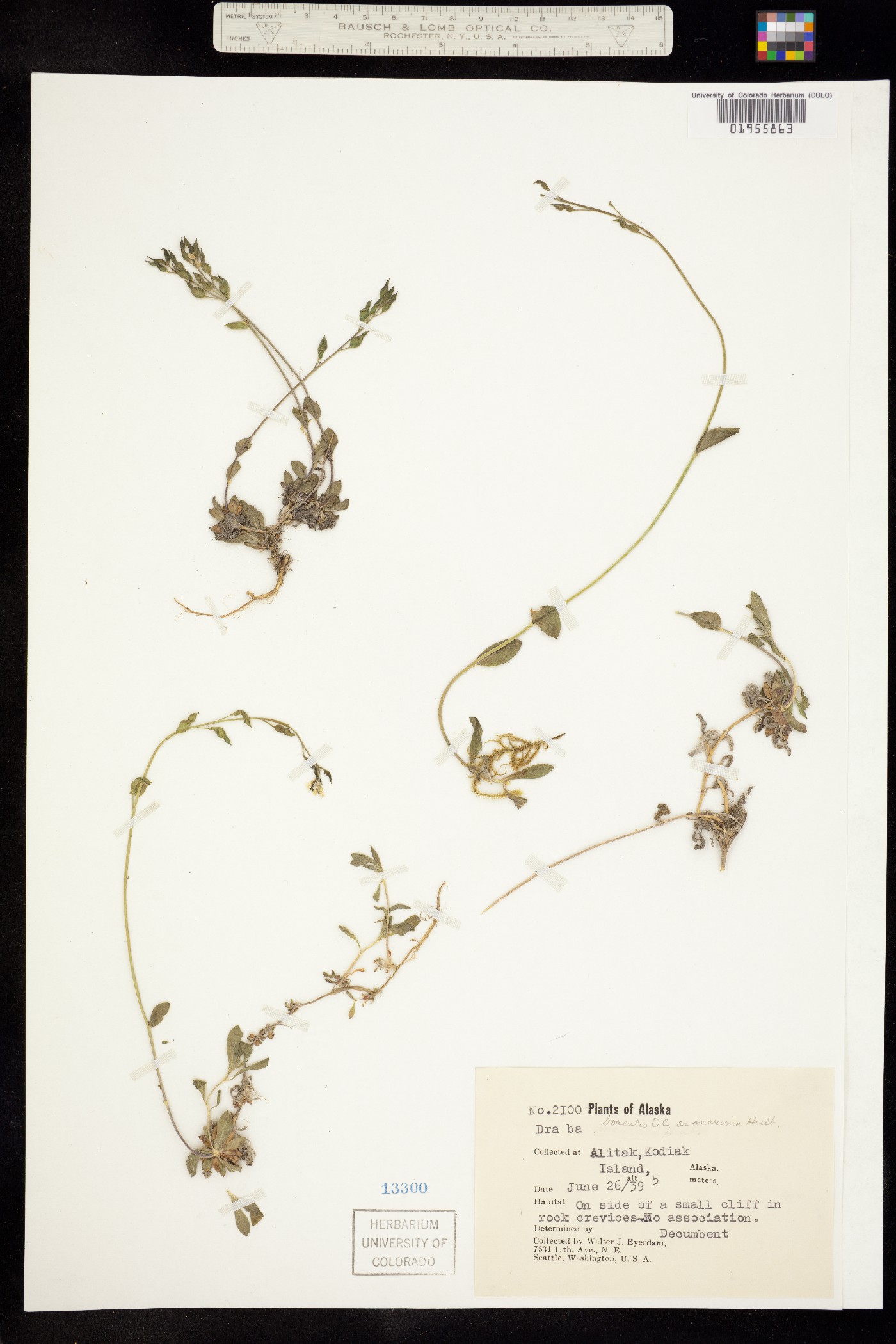 Draba borealis image