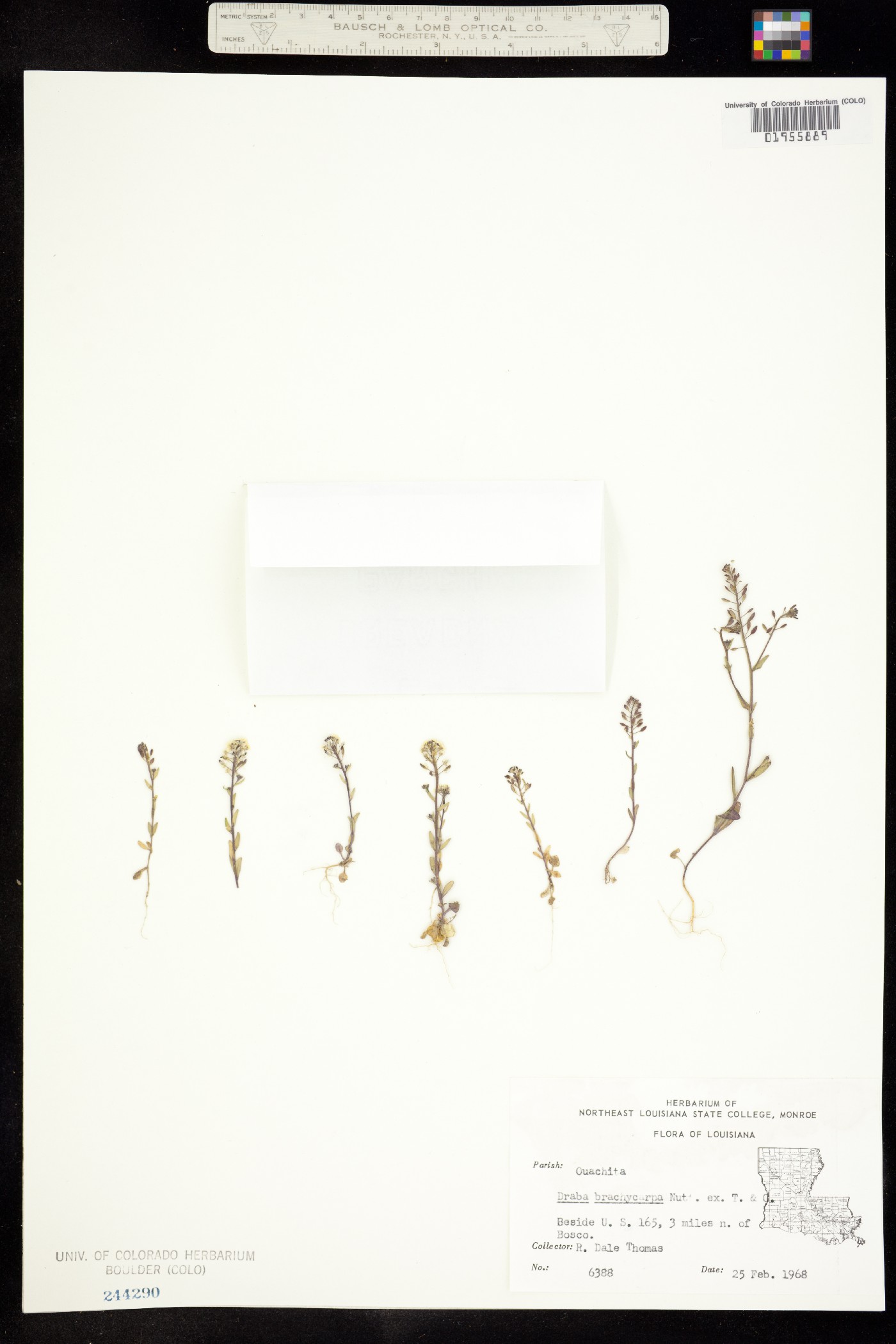 Draba brachycarpa image