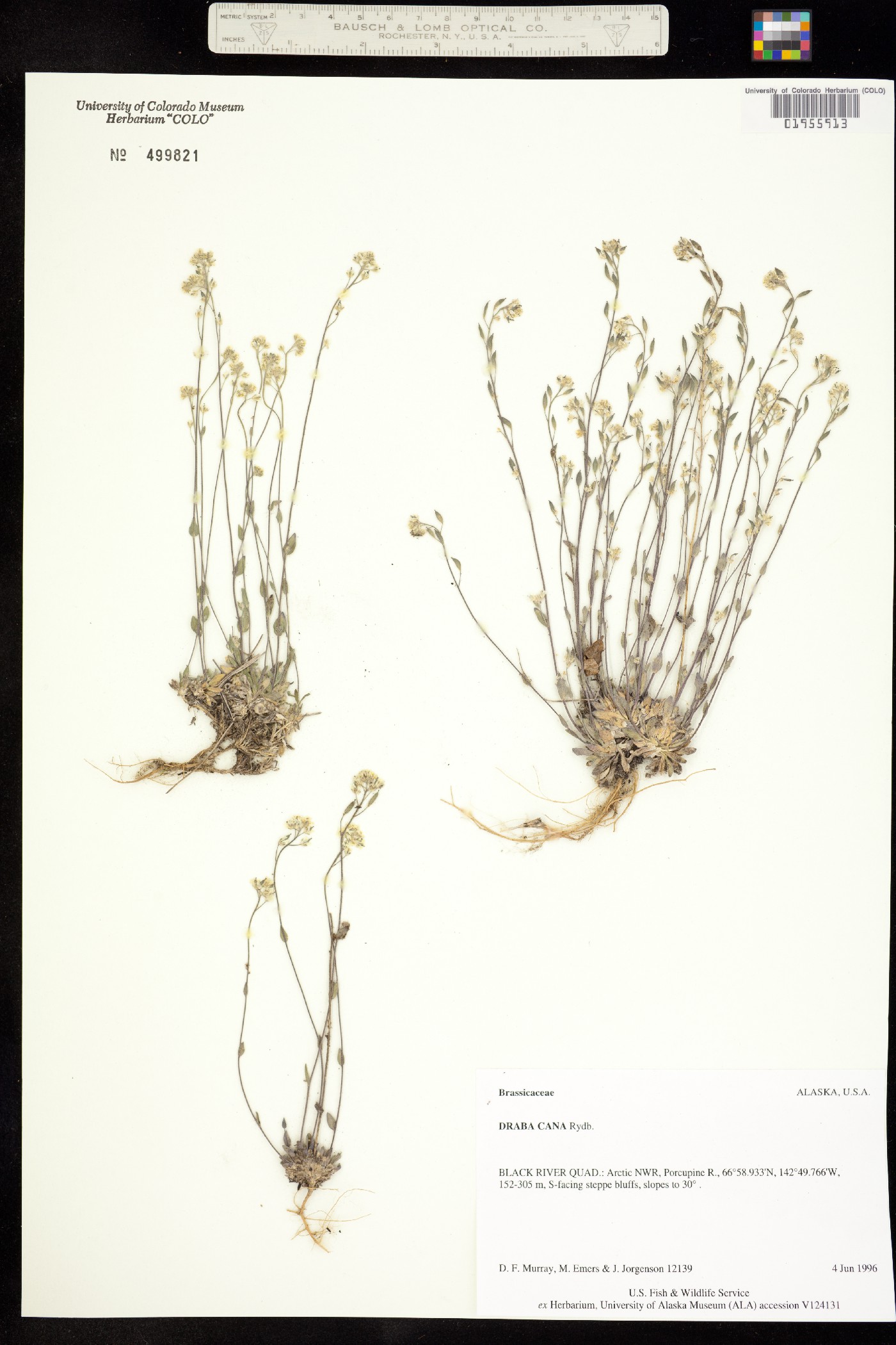 Draba cana image
