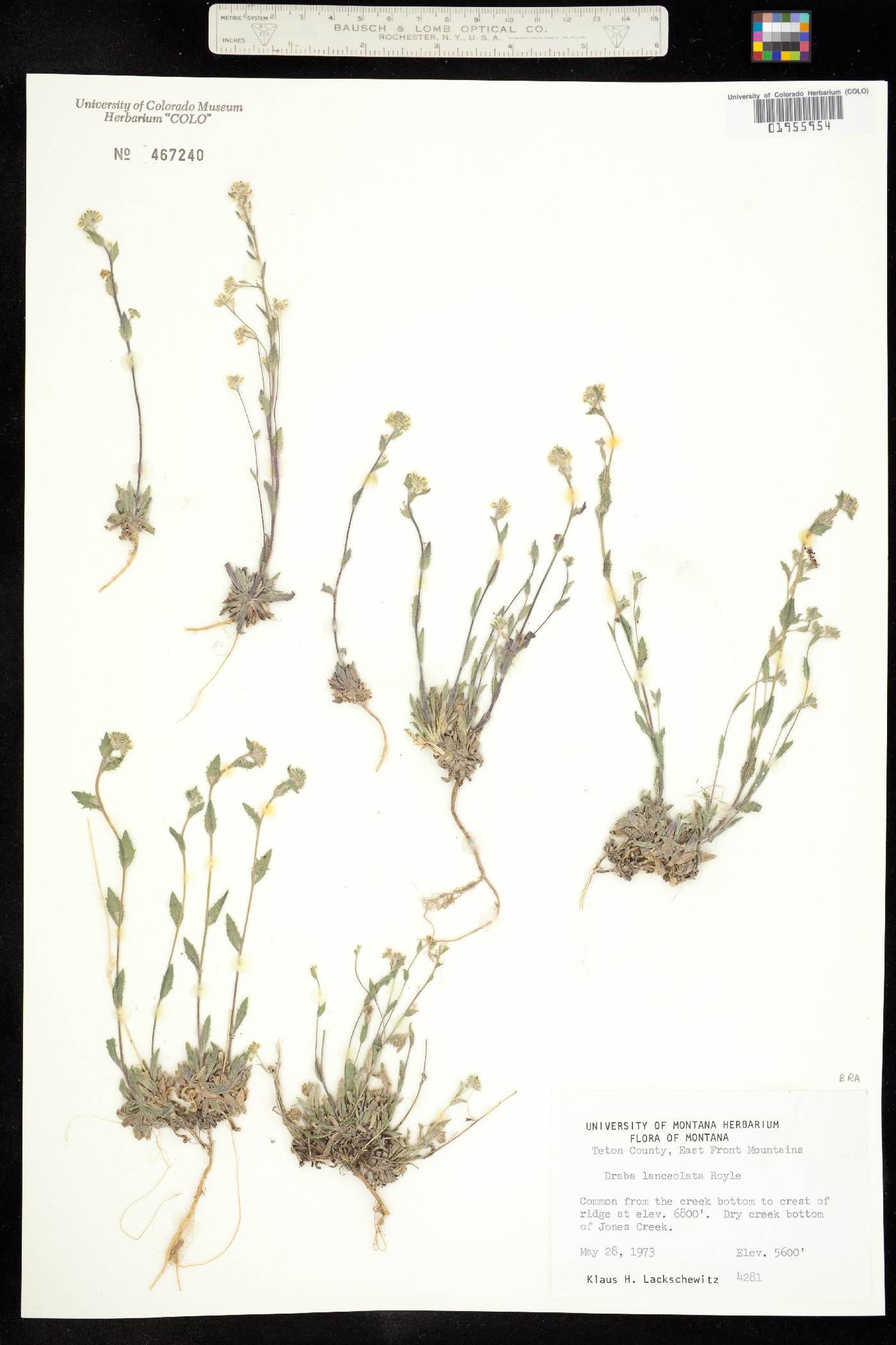 Draba breweri image