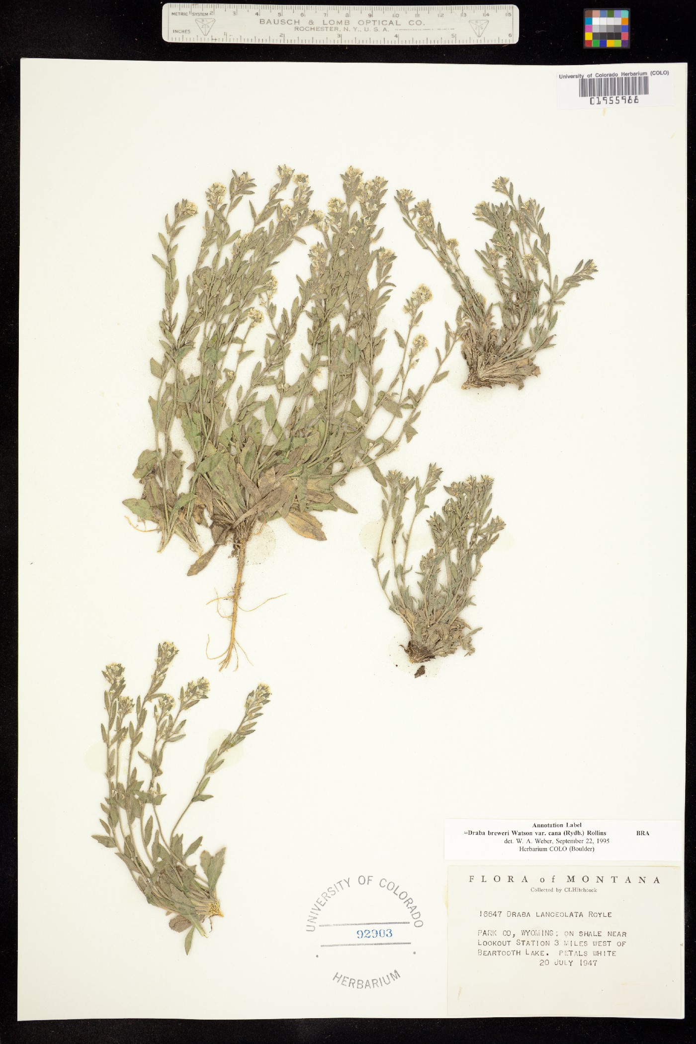 Draba breweri image