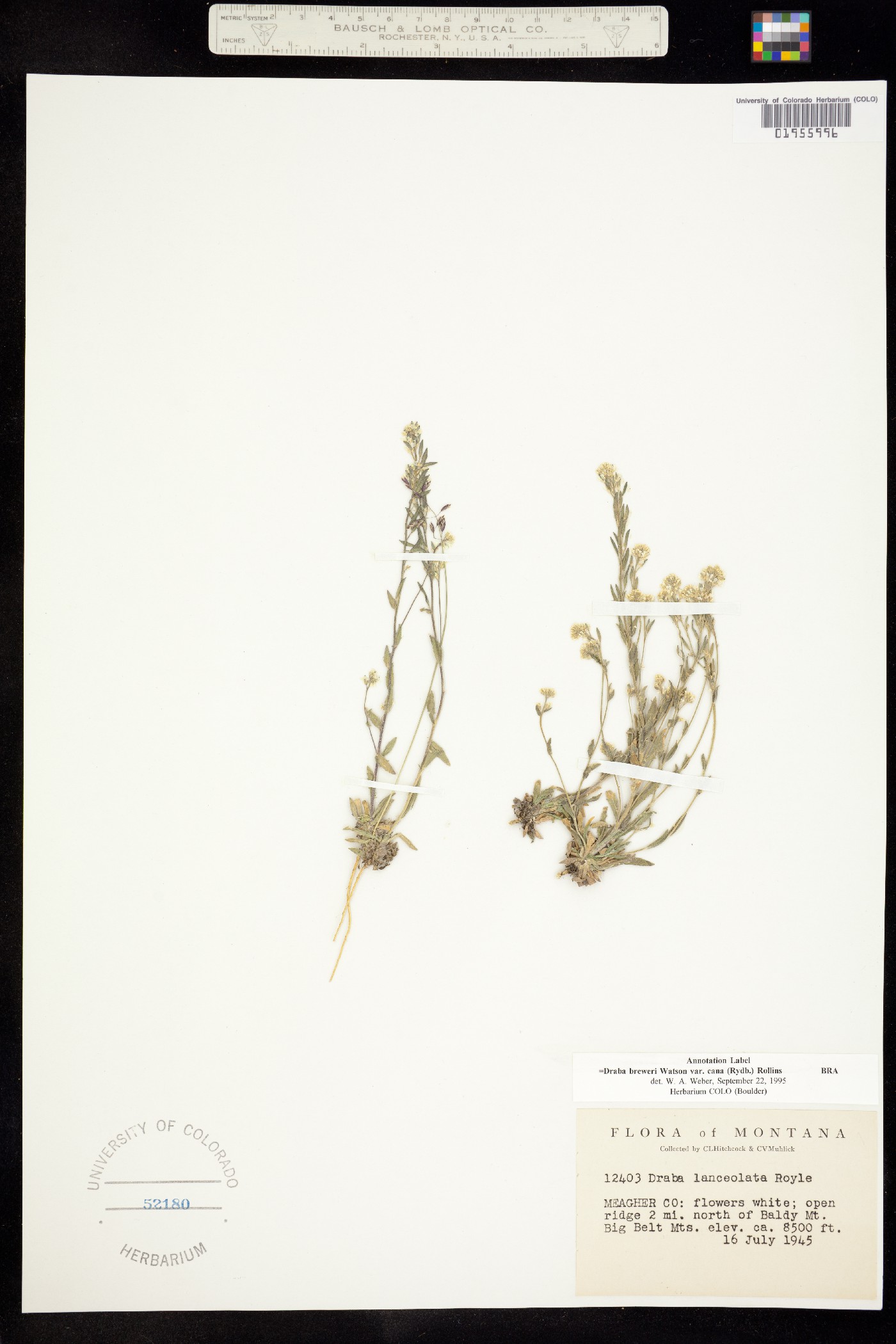 Draba breweri image