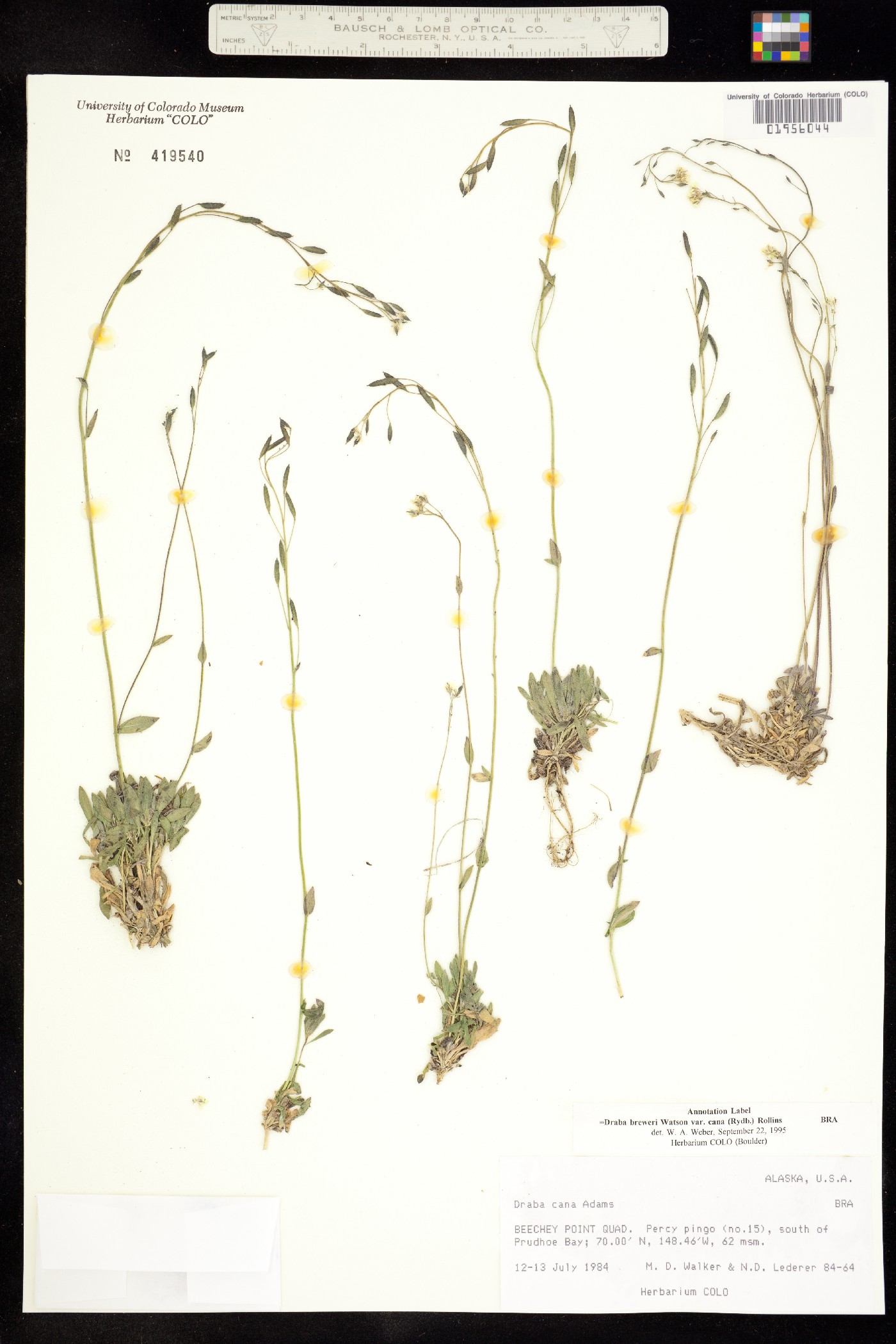 Draba breweri image