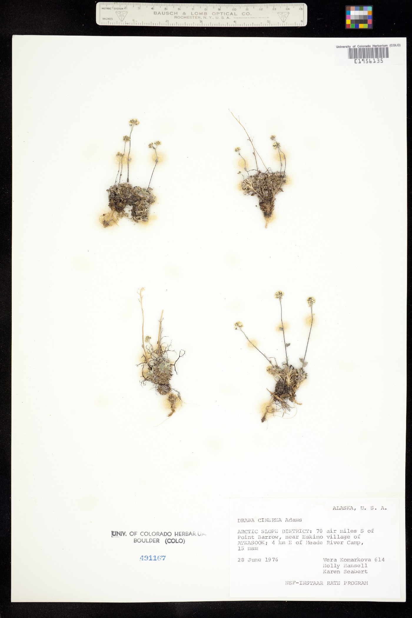 Draba cinerea image