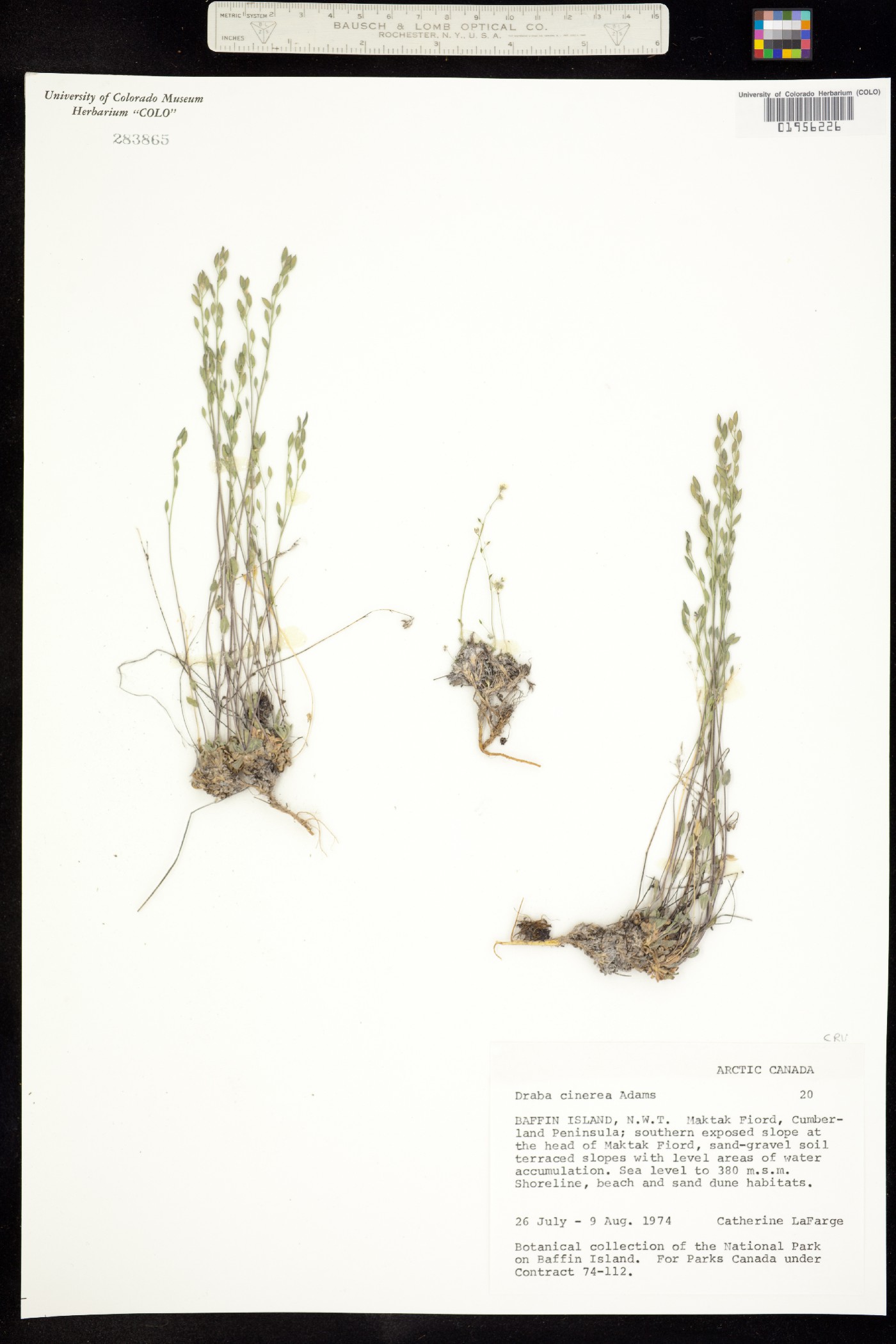 Draba cinerea image