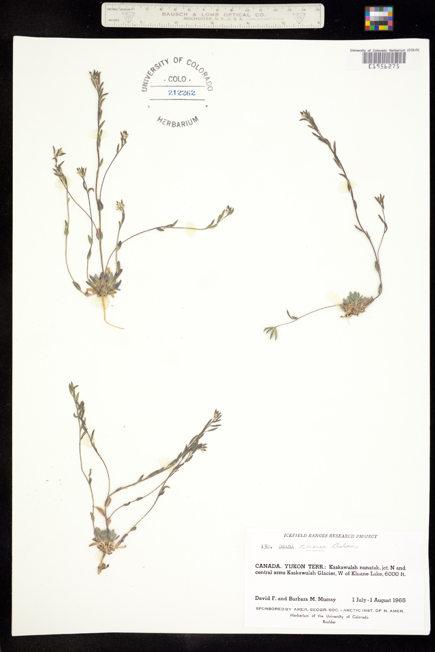 Draba cinerea image