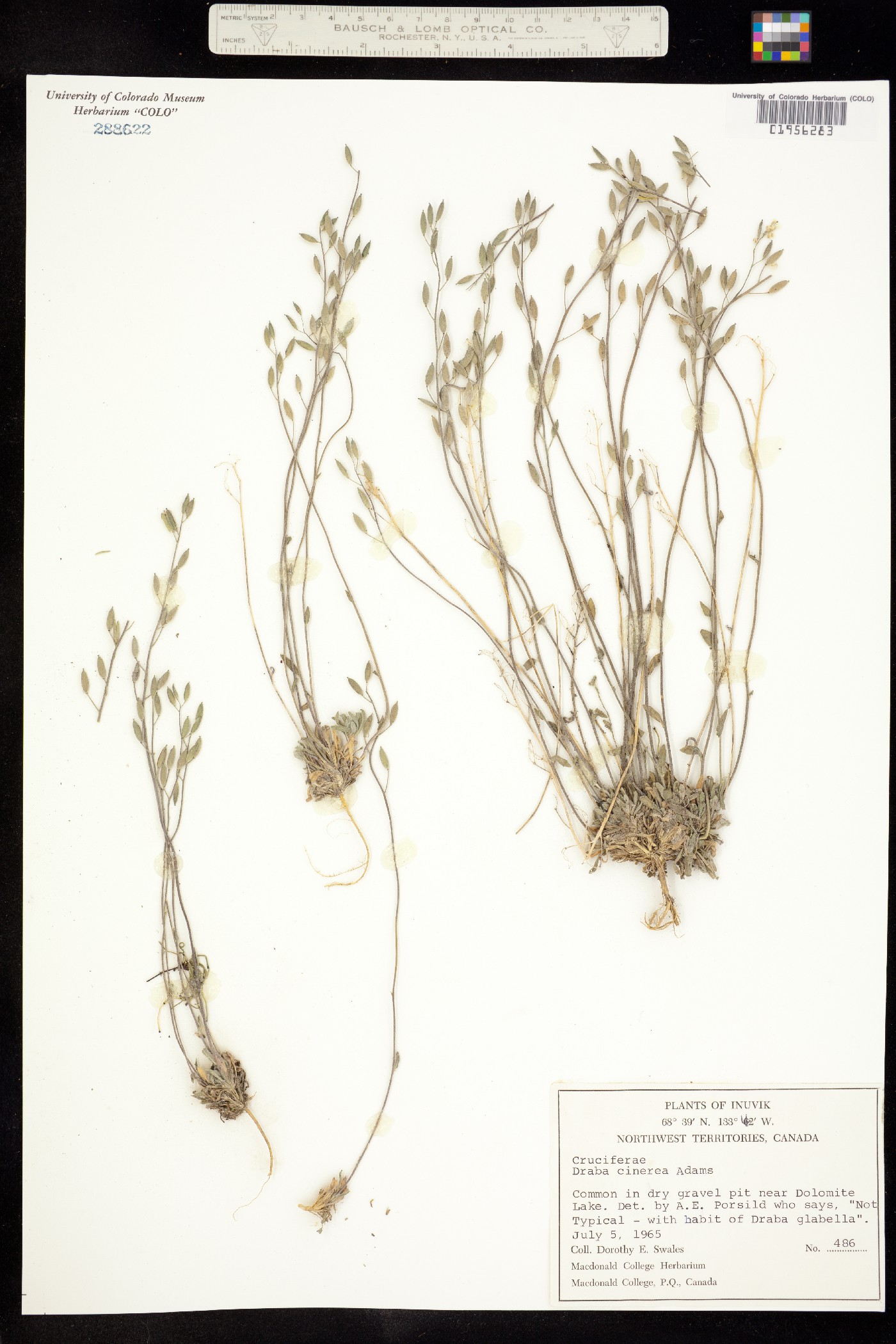 Draba cinerea image