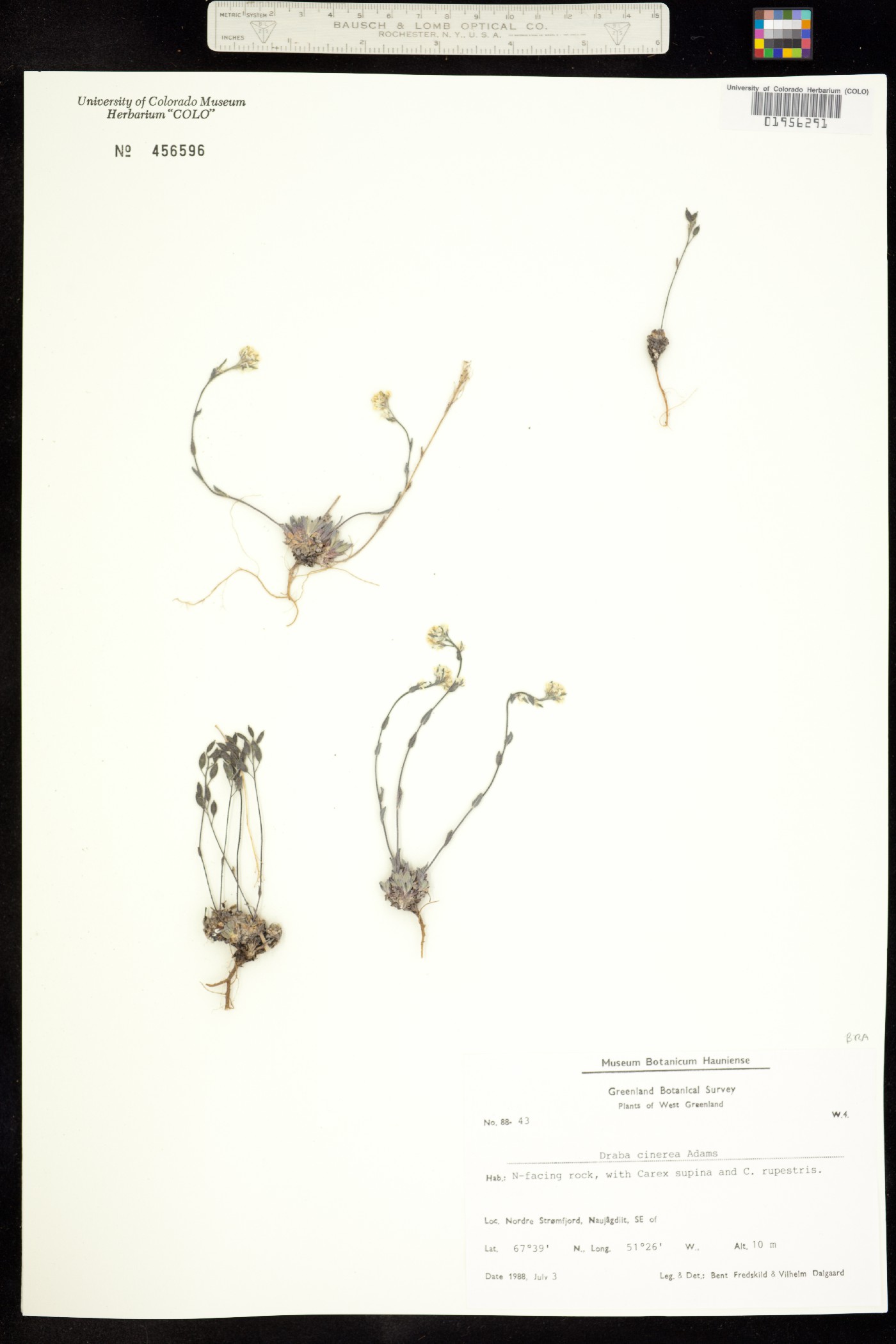 Draba cinerea image