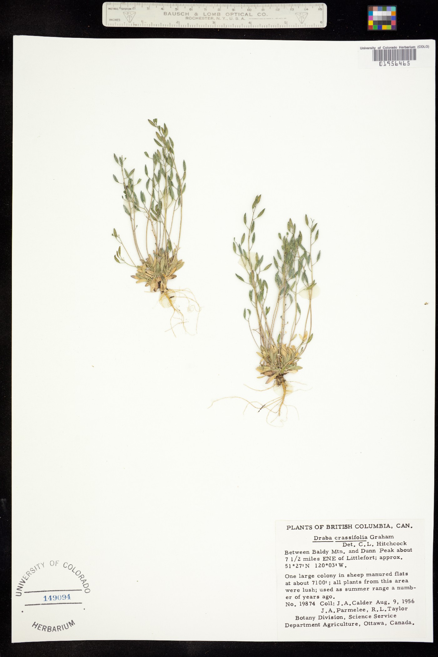 Draba crassifolia image