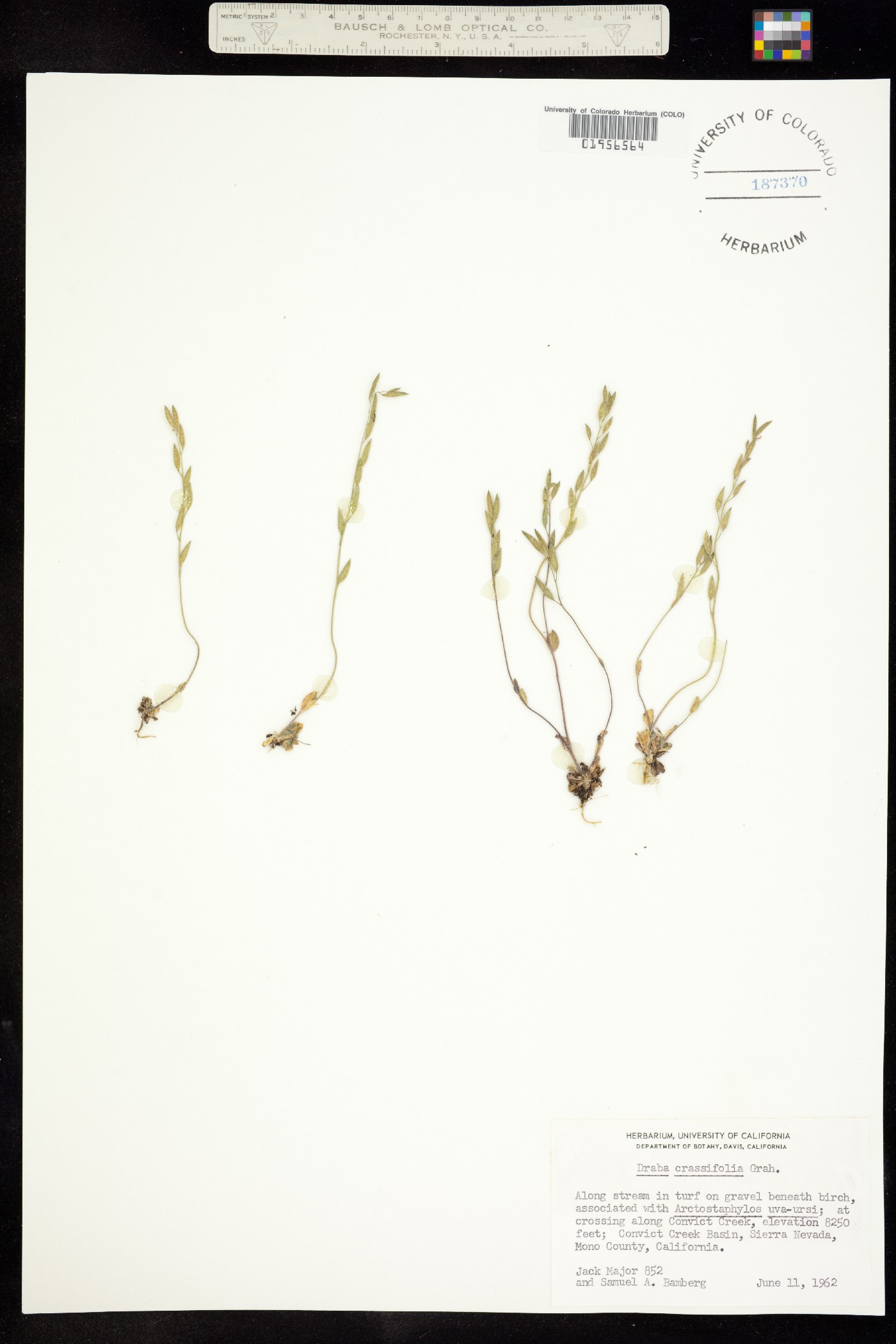 Draba crassifolia image