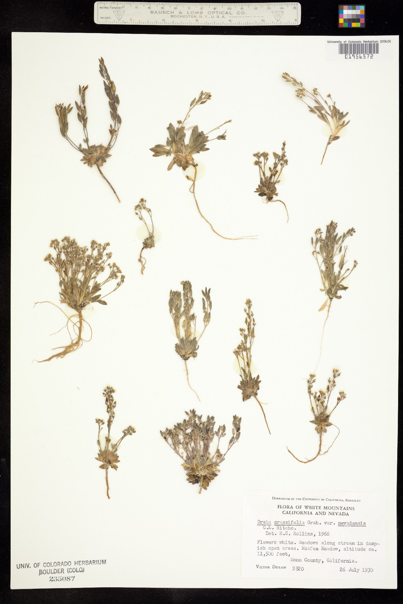 Draba crassifolia image