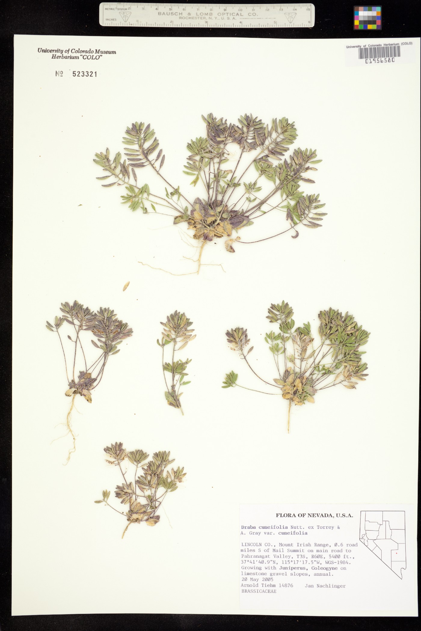 Draba cuneifolia image
