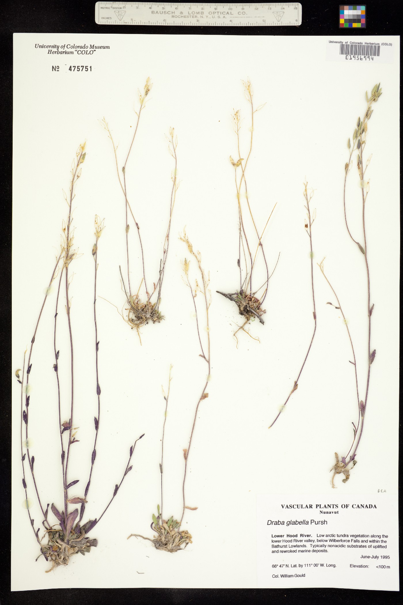 Draba glabella image