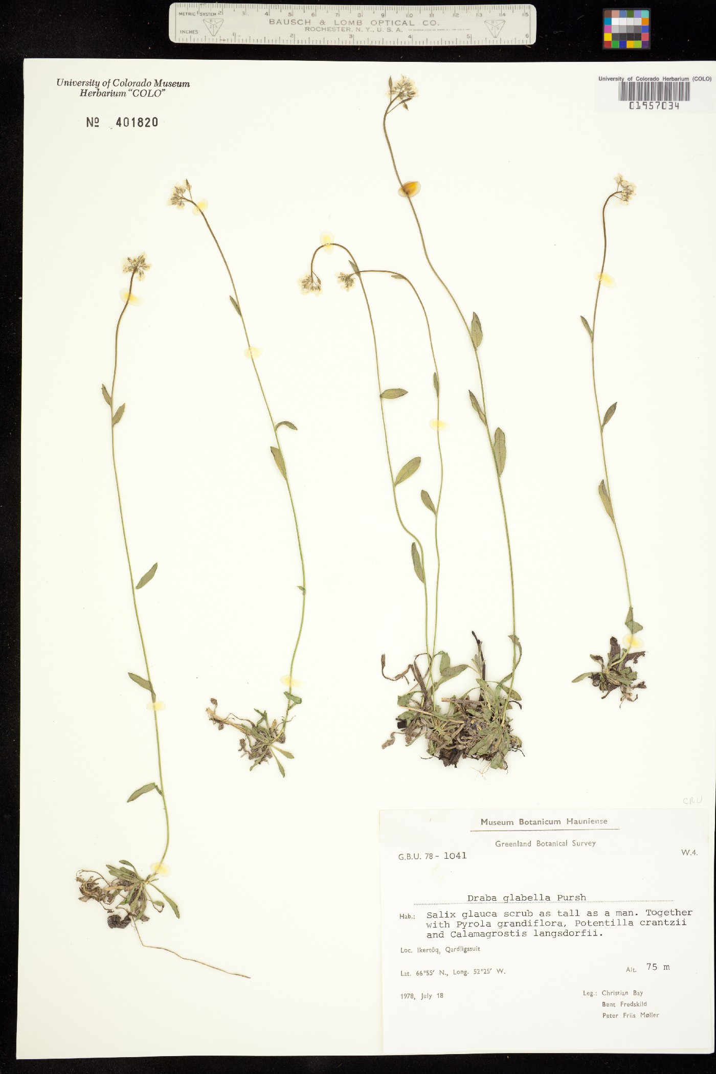 Draba glabella image