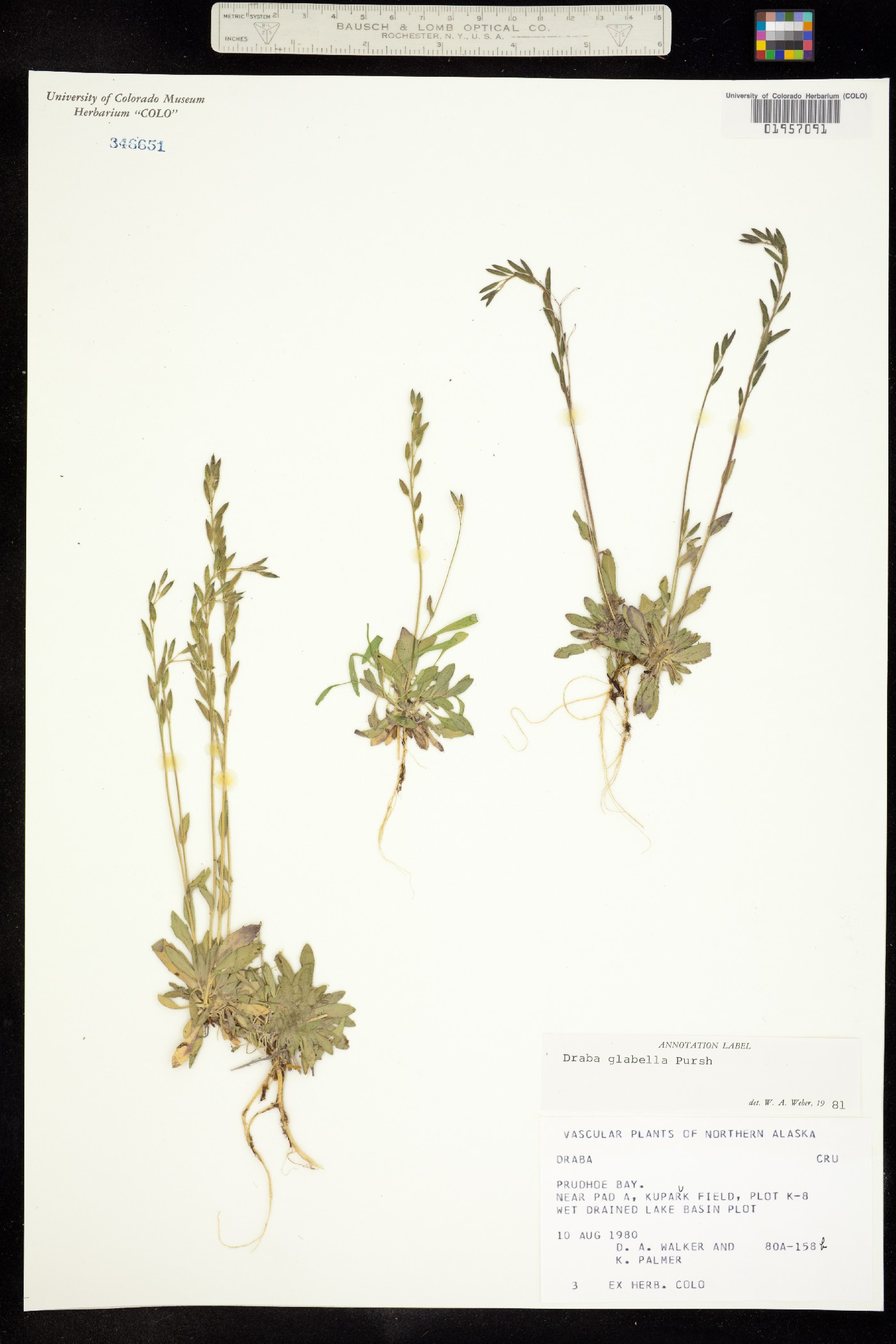 Draba glabella image