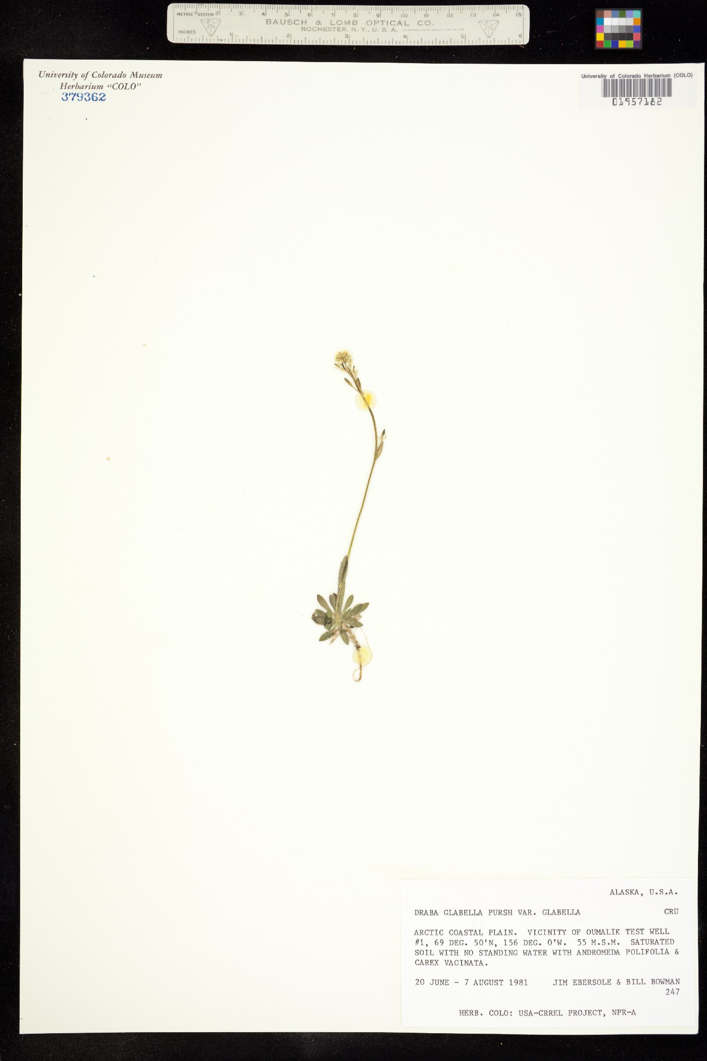 Draba glabella image