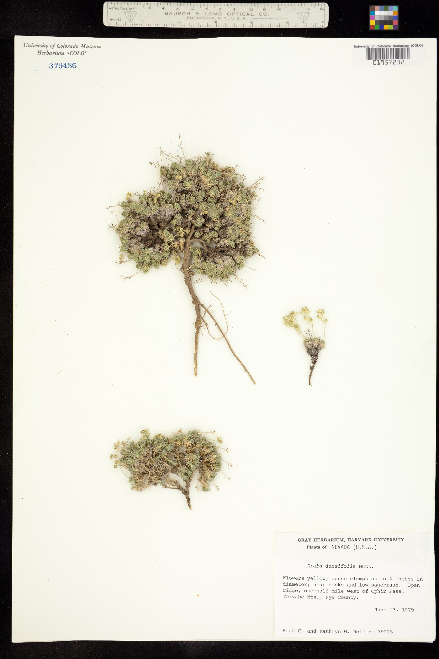 Draba densifolia image