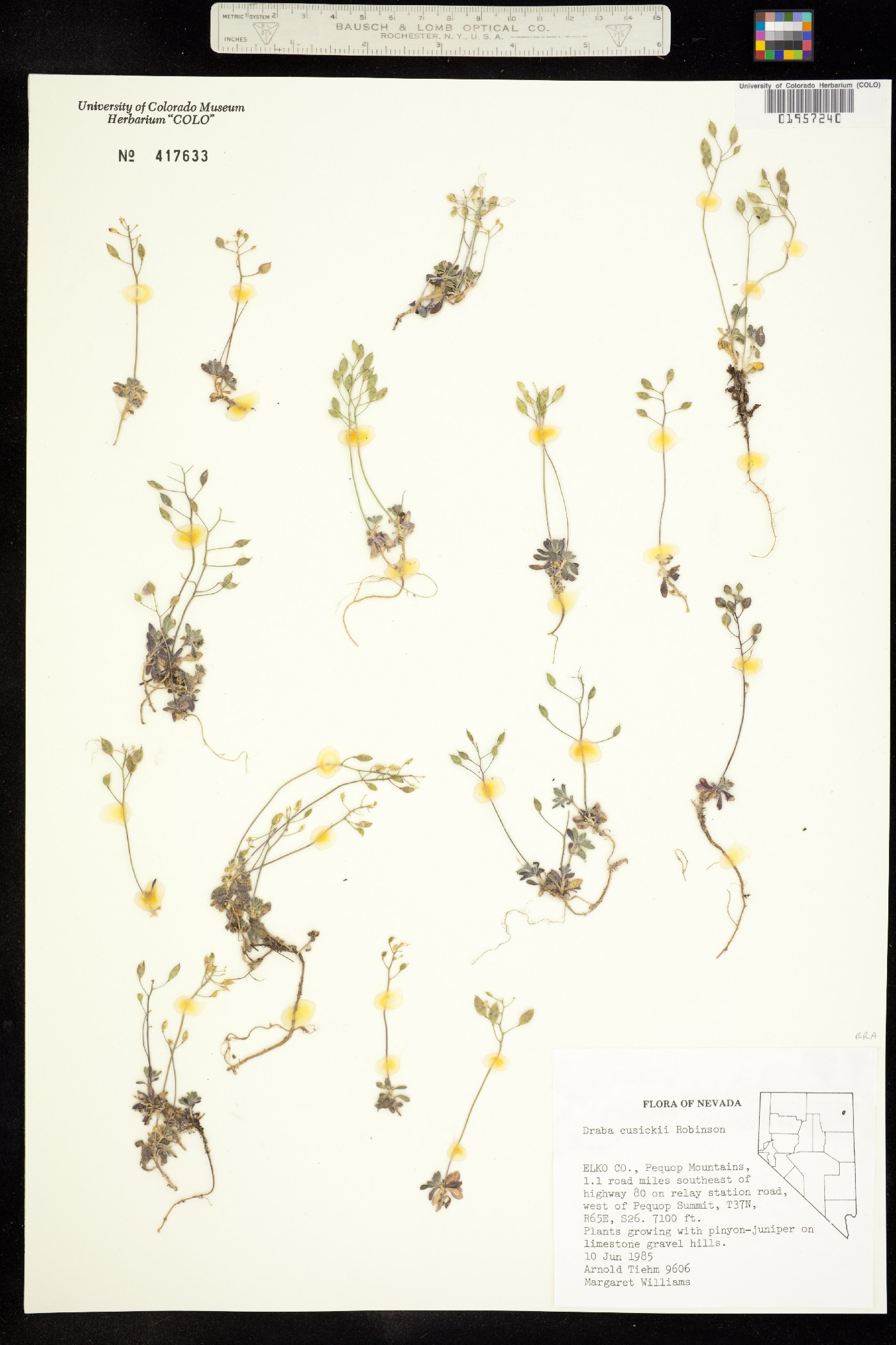 Draba cusickii image