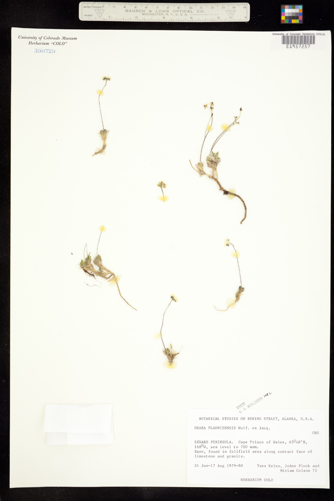 Draba fladnizensis image