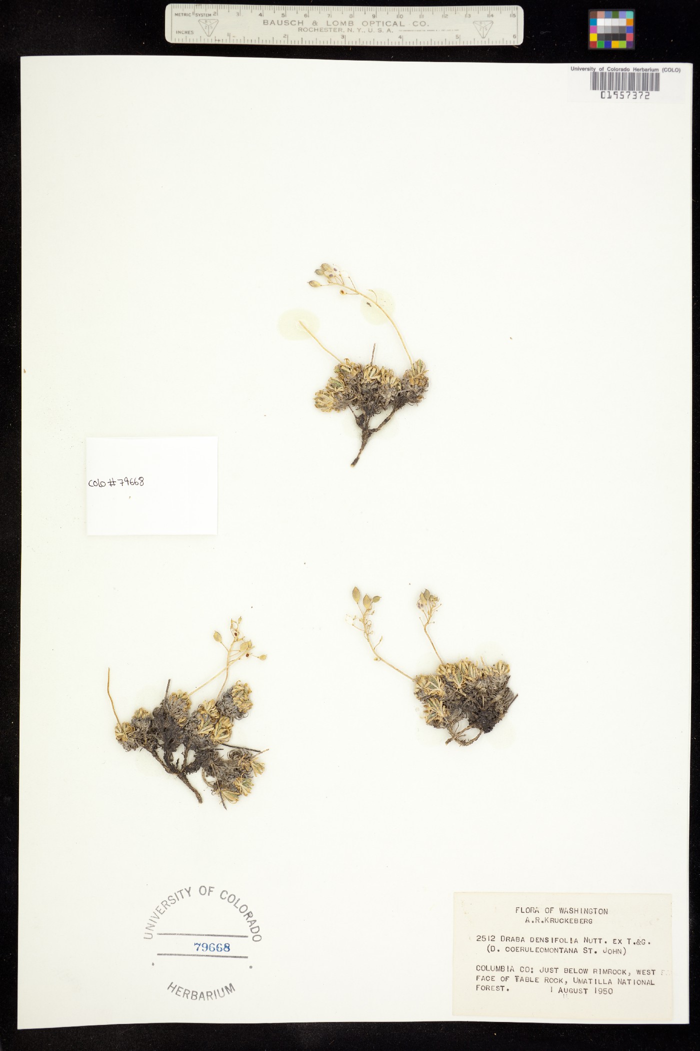 Draba densifolia image