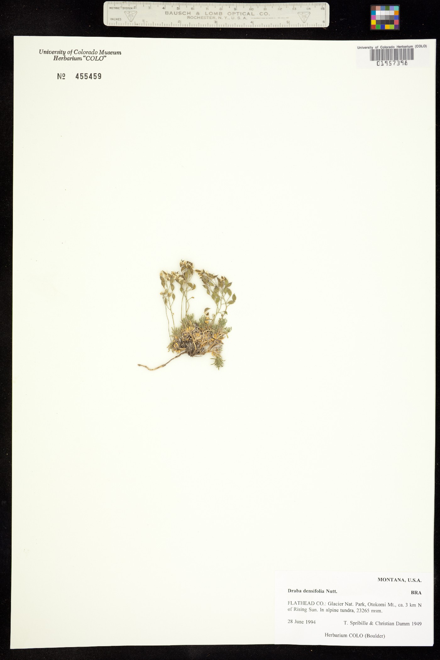 Draba densifolia image