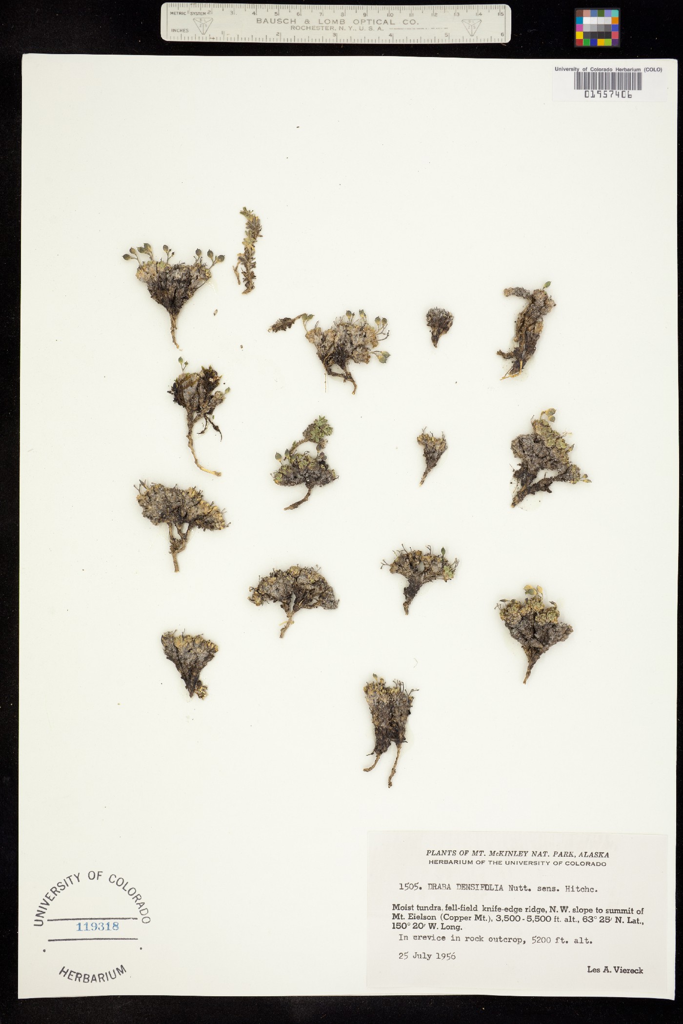 Draba densifolia image