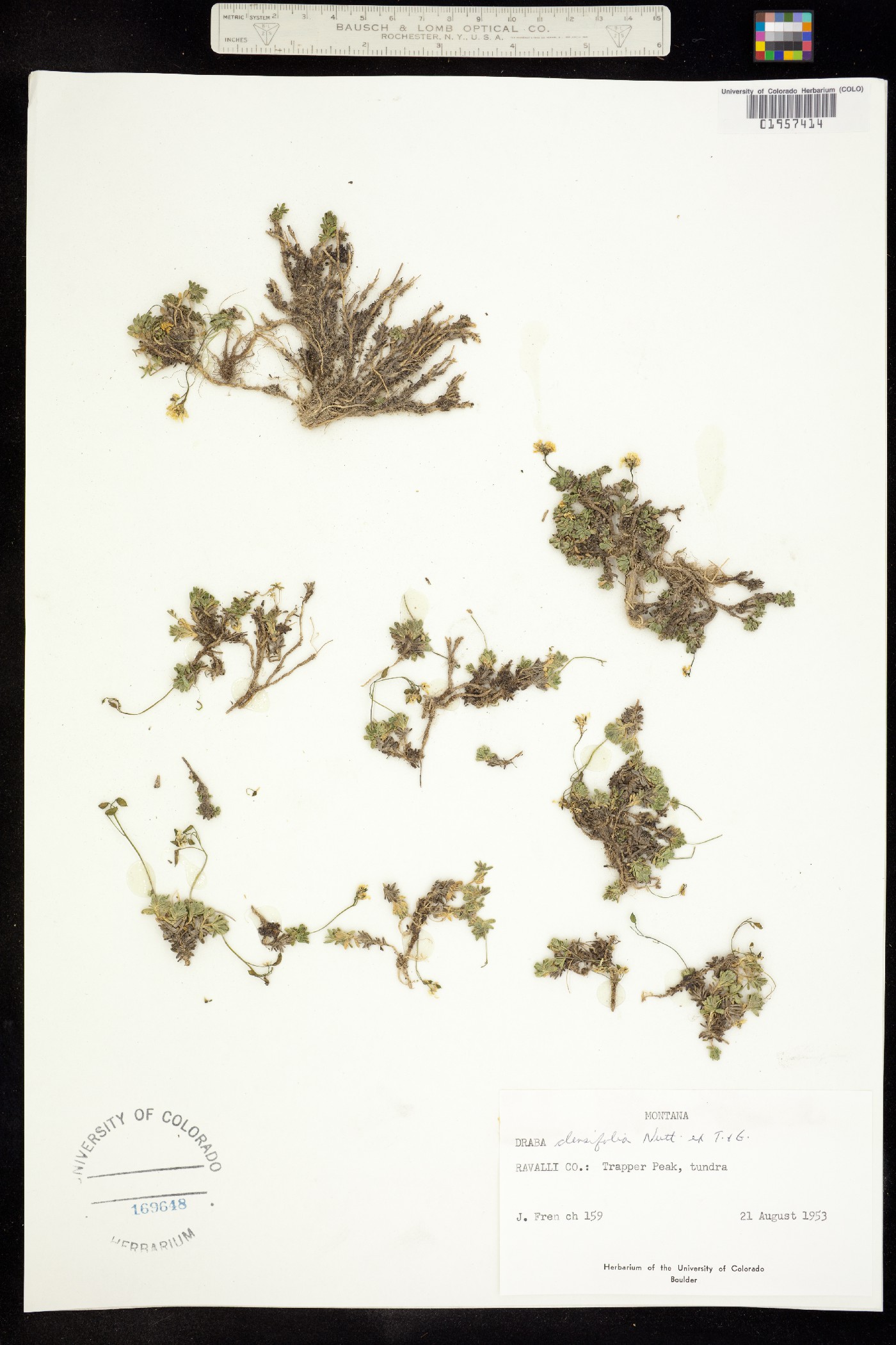 Draba densifolia image