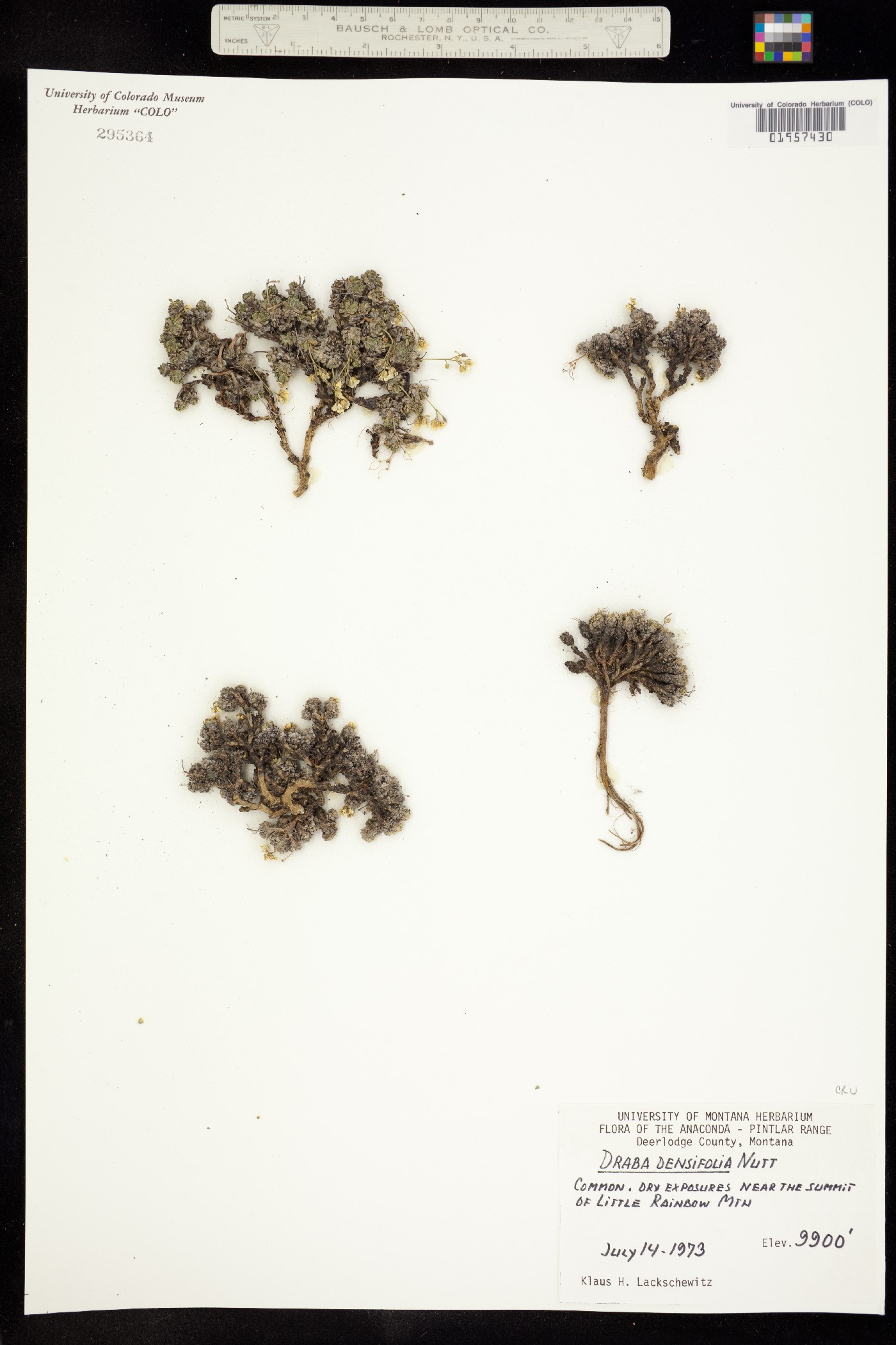 Draba densifolia image