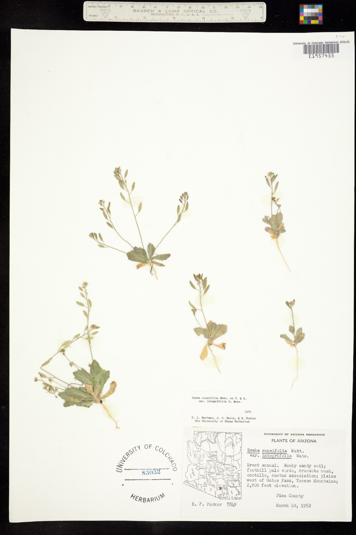Draba cuneifolia image