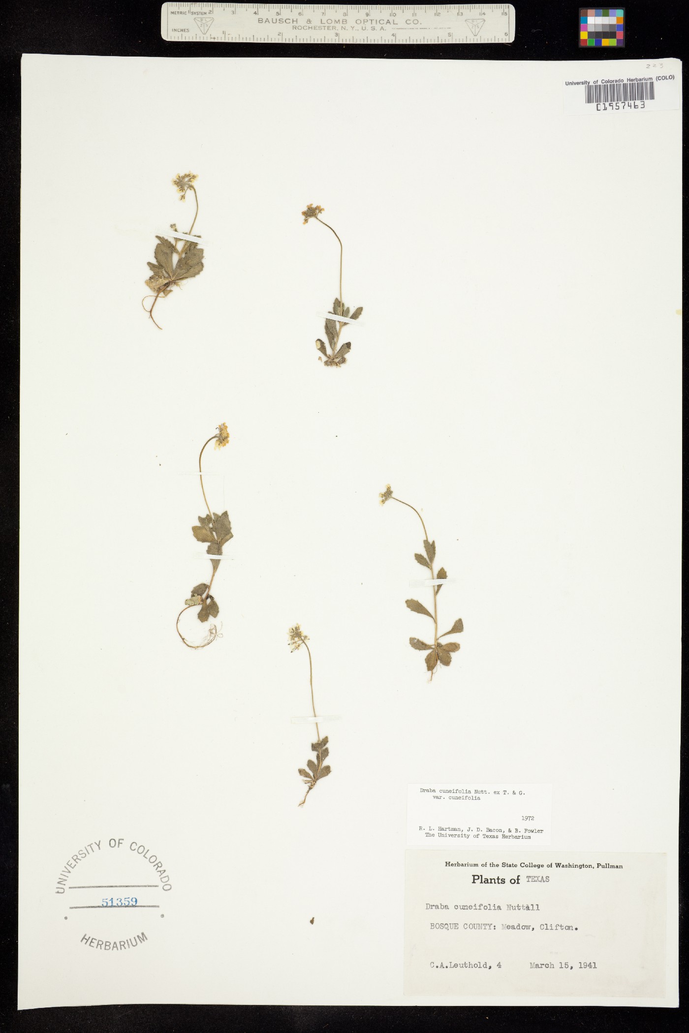 Draba cuneifolia image