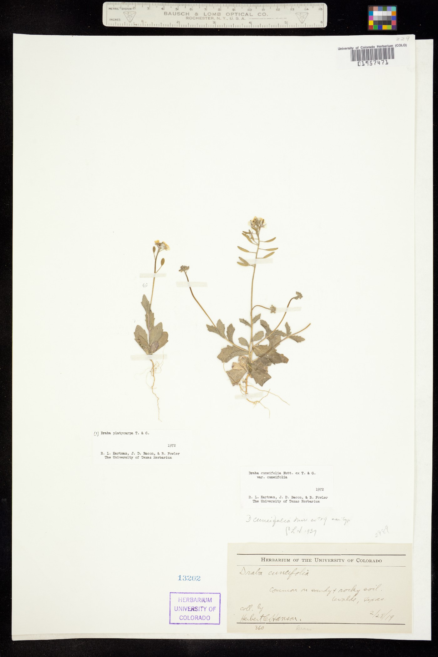 Draba cuneifolia image