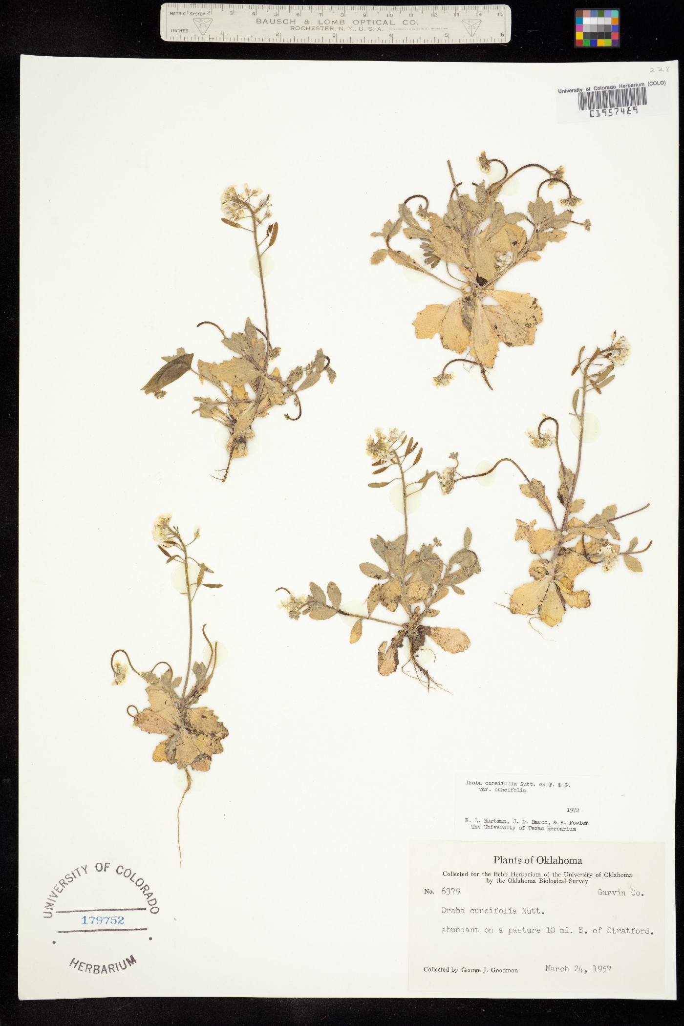 Draba cuneifolia image