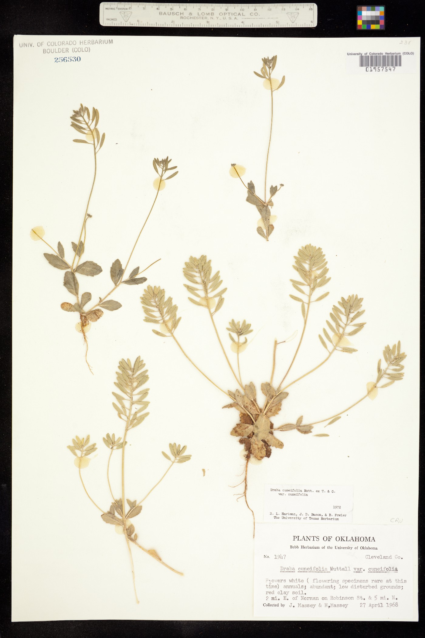 Draba cuneifolia image