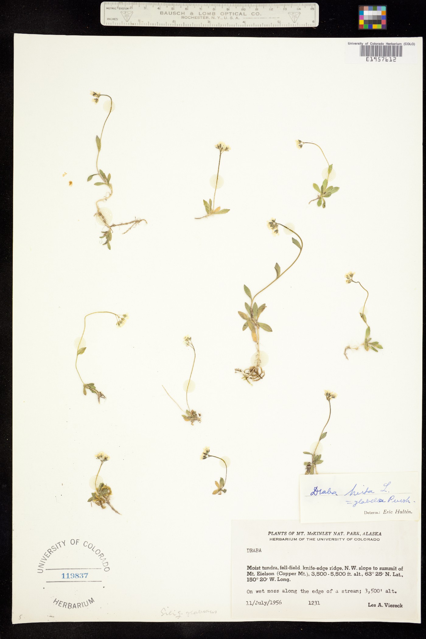 Draba glabella image